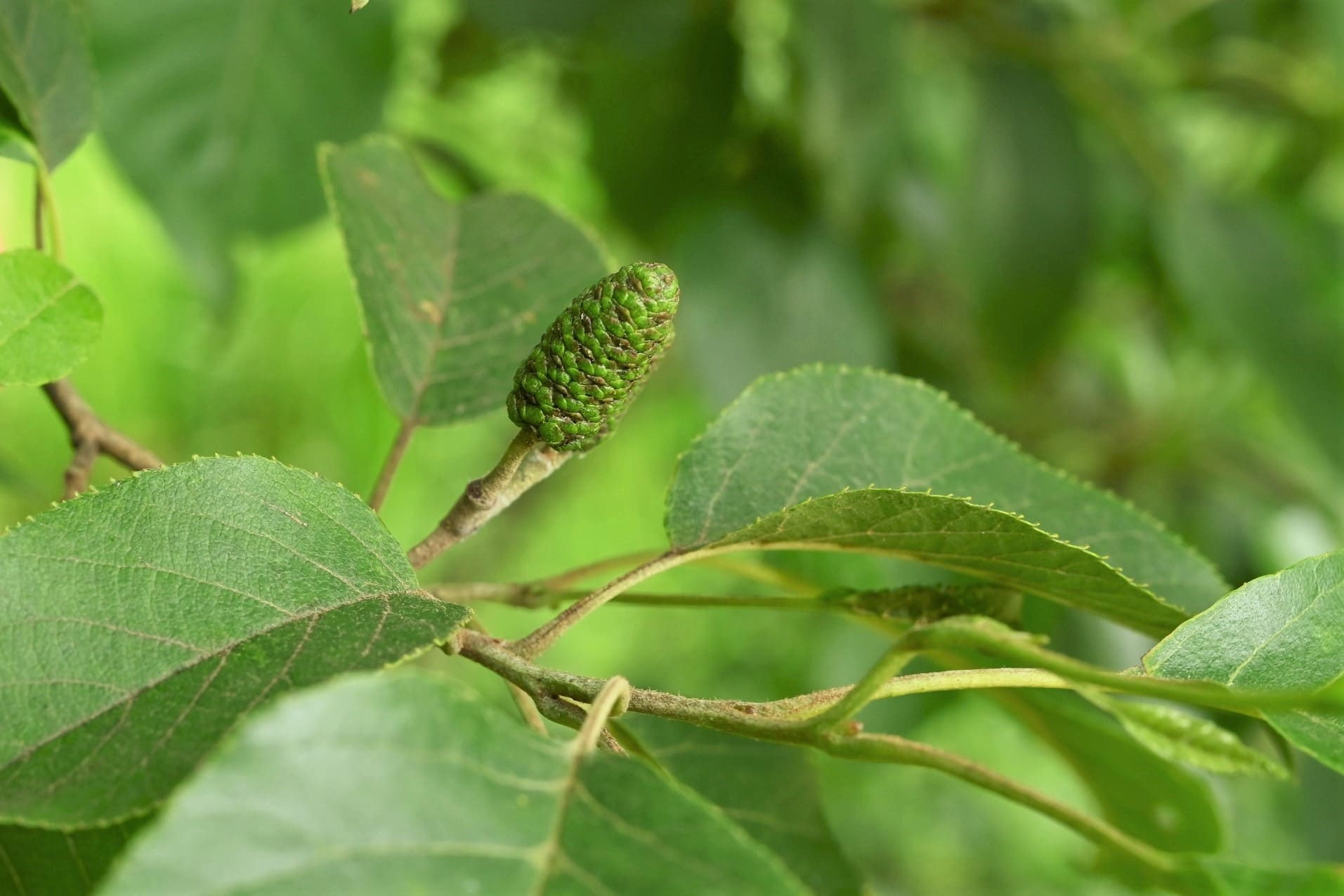 ハンノキの木の識別