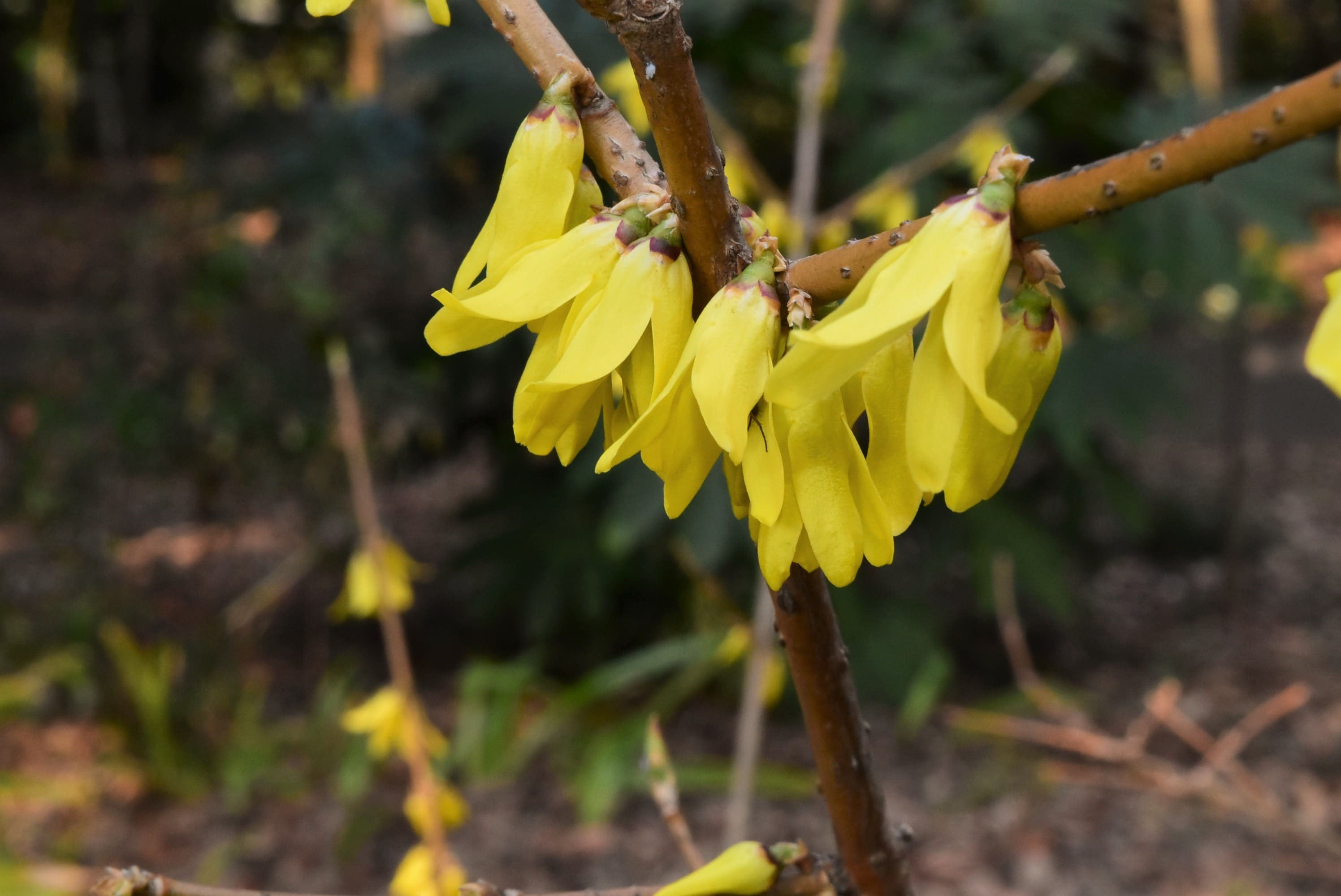 れんぎょ レンギョウ | Forsythia suspensa | かぎけん花図鑑