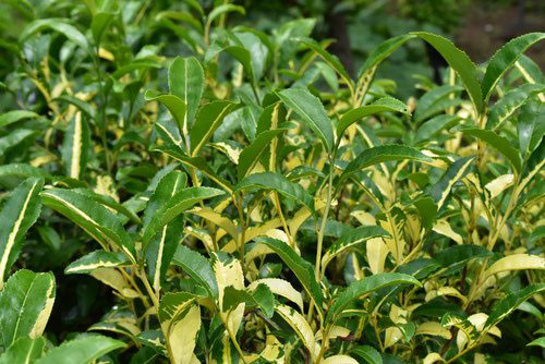 チャノキ 庭木図鑑 植木ペディア