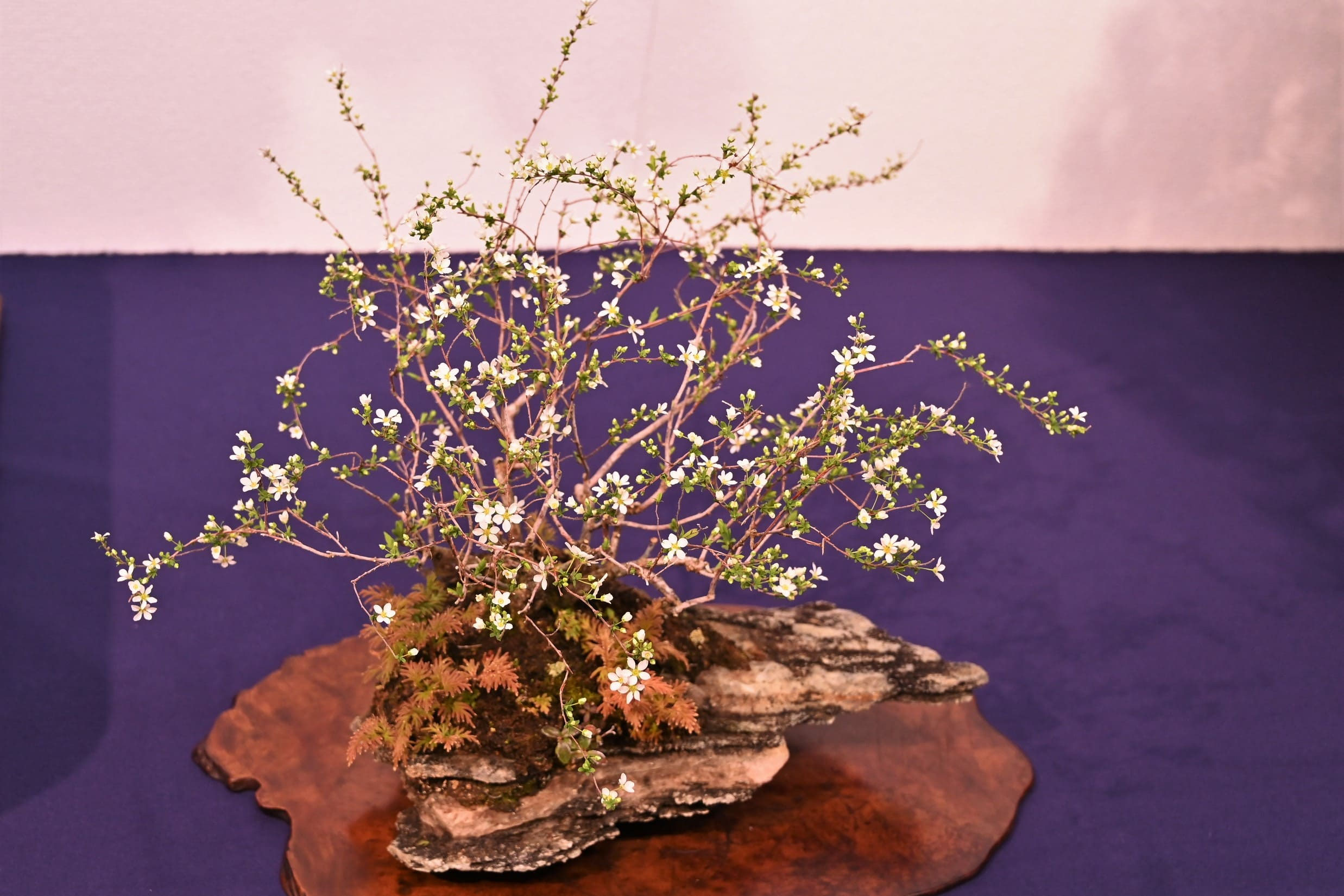 ユキヤナギ（雪柳） - 庭木図鑑 植木ペディア