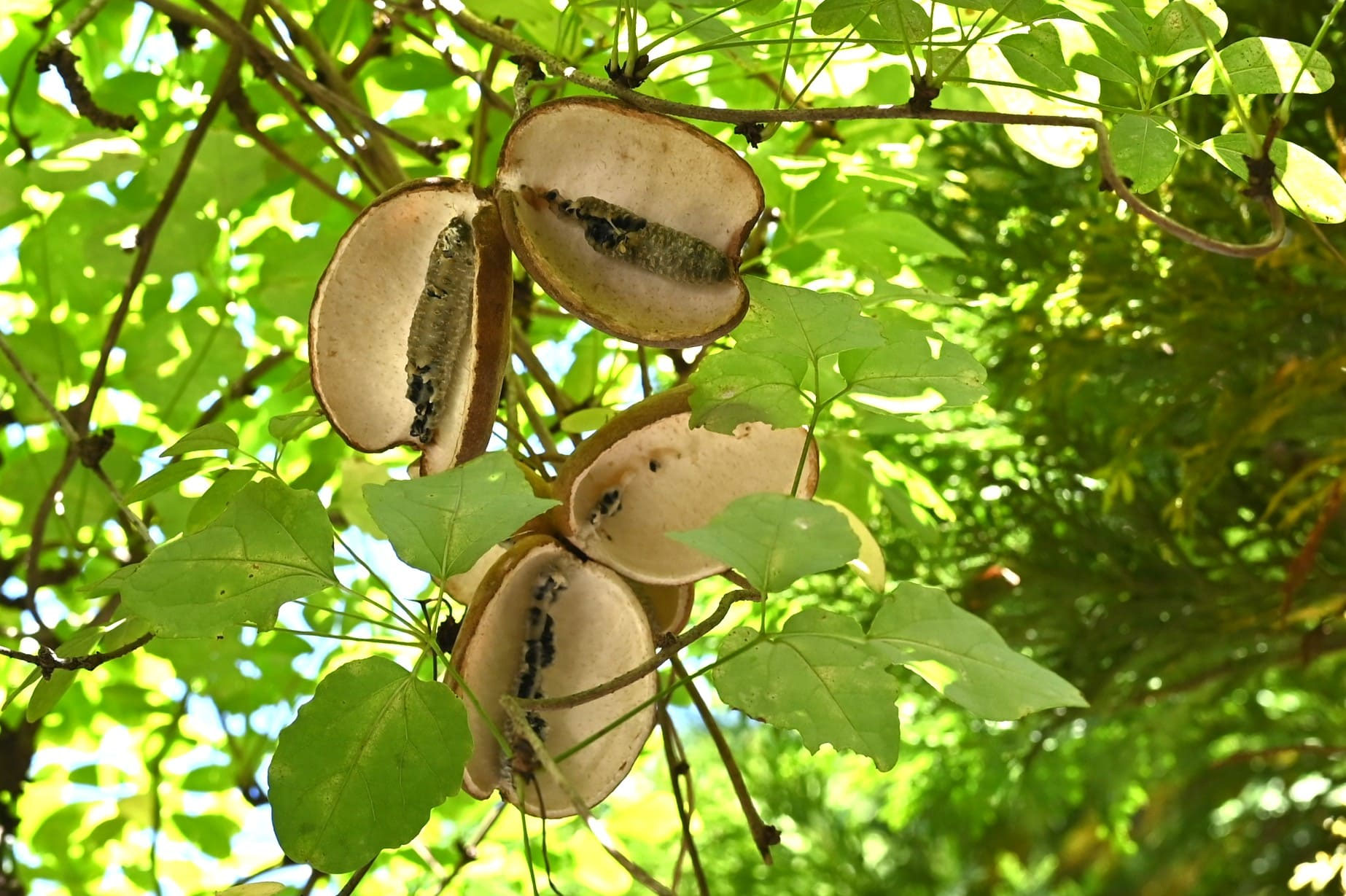 ミツバアケビ／みつばあけび／三葉木通 - 庭木図鑑 植木ペディア