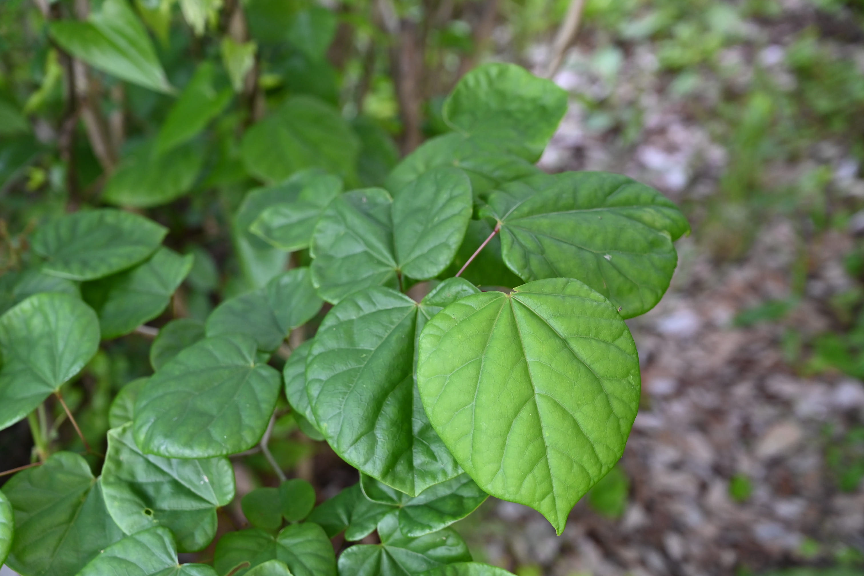 ハナズオウ 花蘇芳 庭木図鑑 植木ペディア ハナズオウ 花蘇芳 庭木図鑑 植木ペディア
