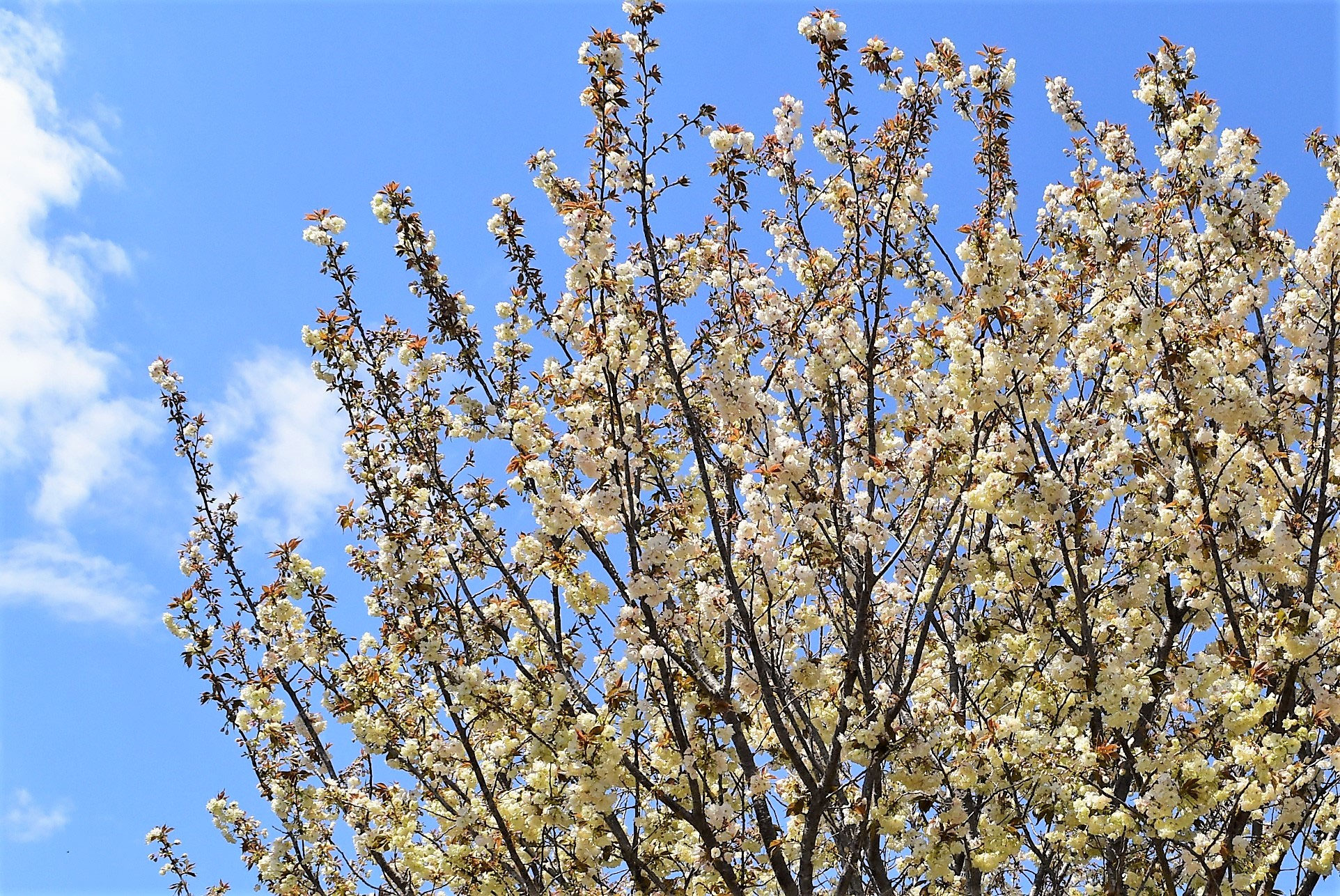 ウコンザクラ(鬱金桜) - 庭木図鑑 植木ペディア ウコンザクラ(鬱金桜) - 庭木図鑑 植木ペディア