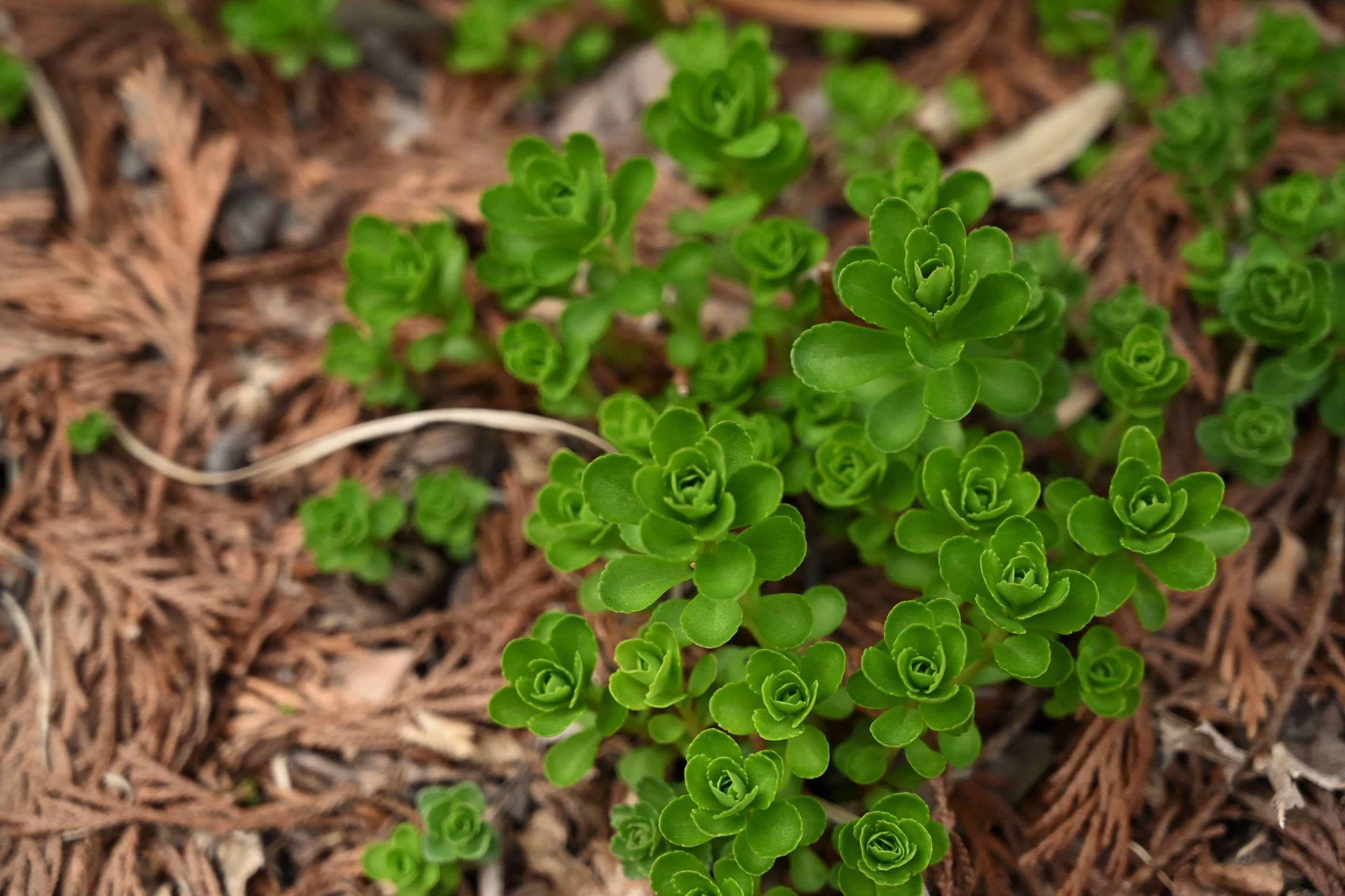 キリンソウ きりんそう 麒麟草 庭木図鑑 植木ペディア