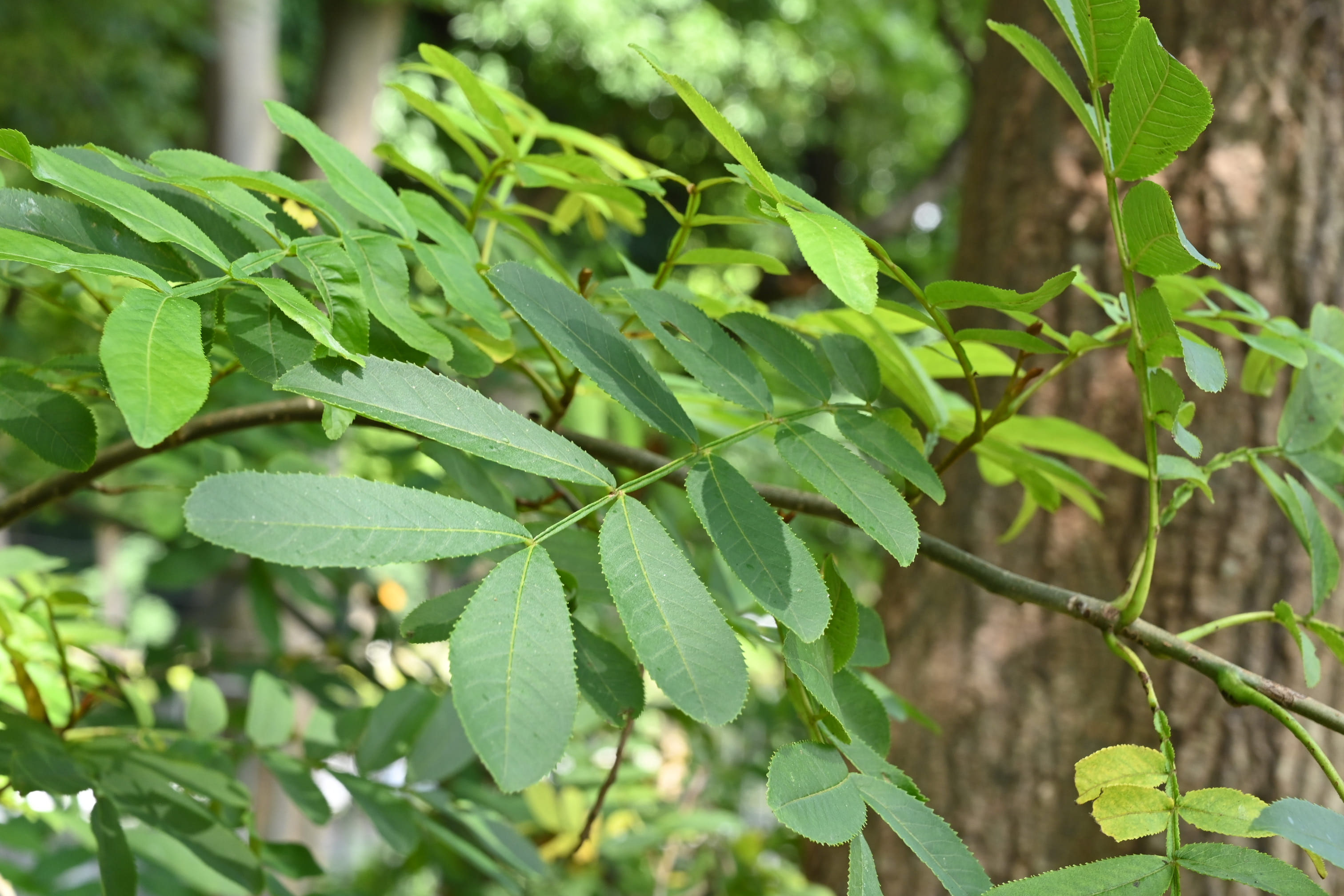 シナサワグルミ／しなさわぐるみ - 庭木図鑑 植木ペディア