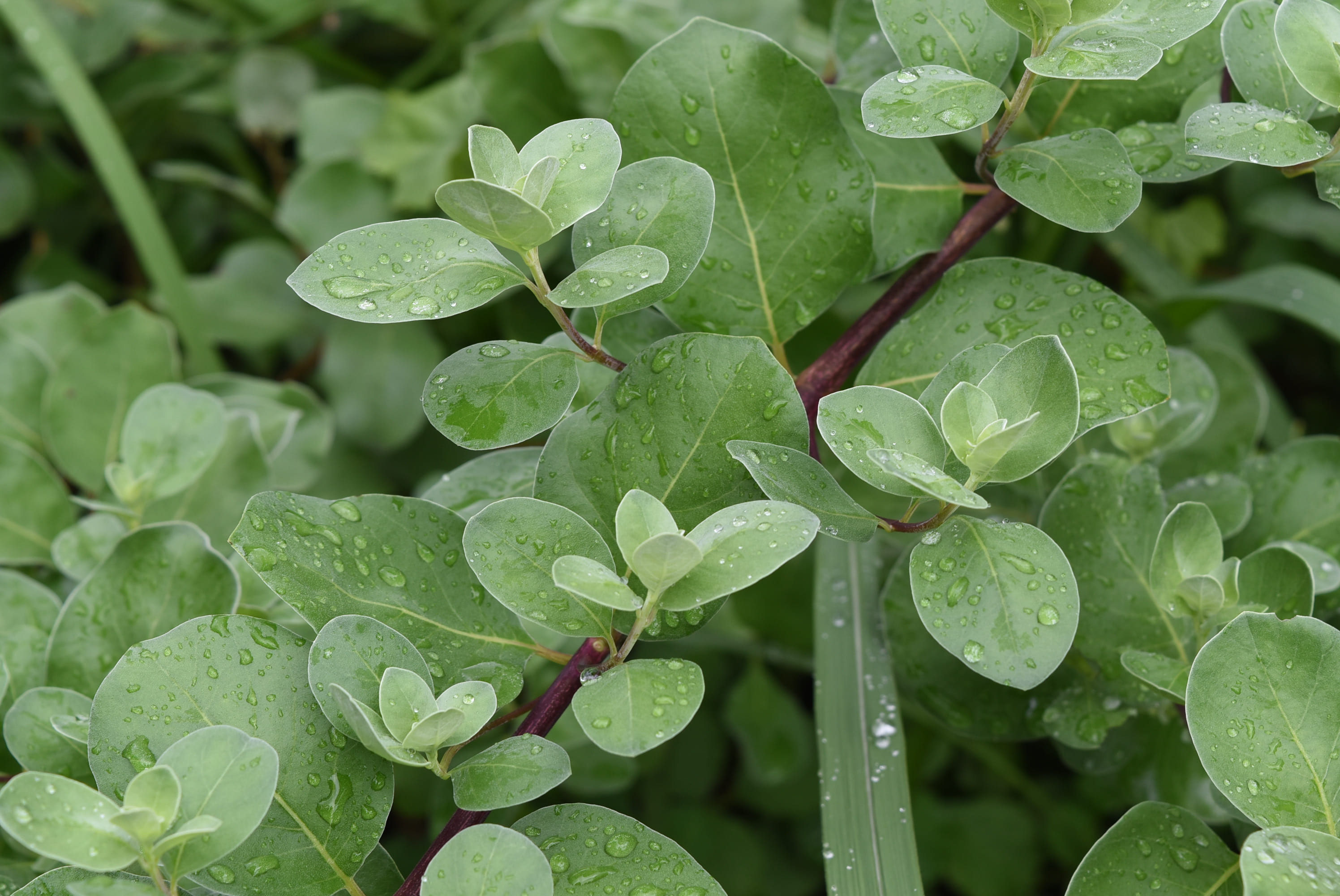 ハマゴウ 浜香 庭木図鑑 植木ペディア