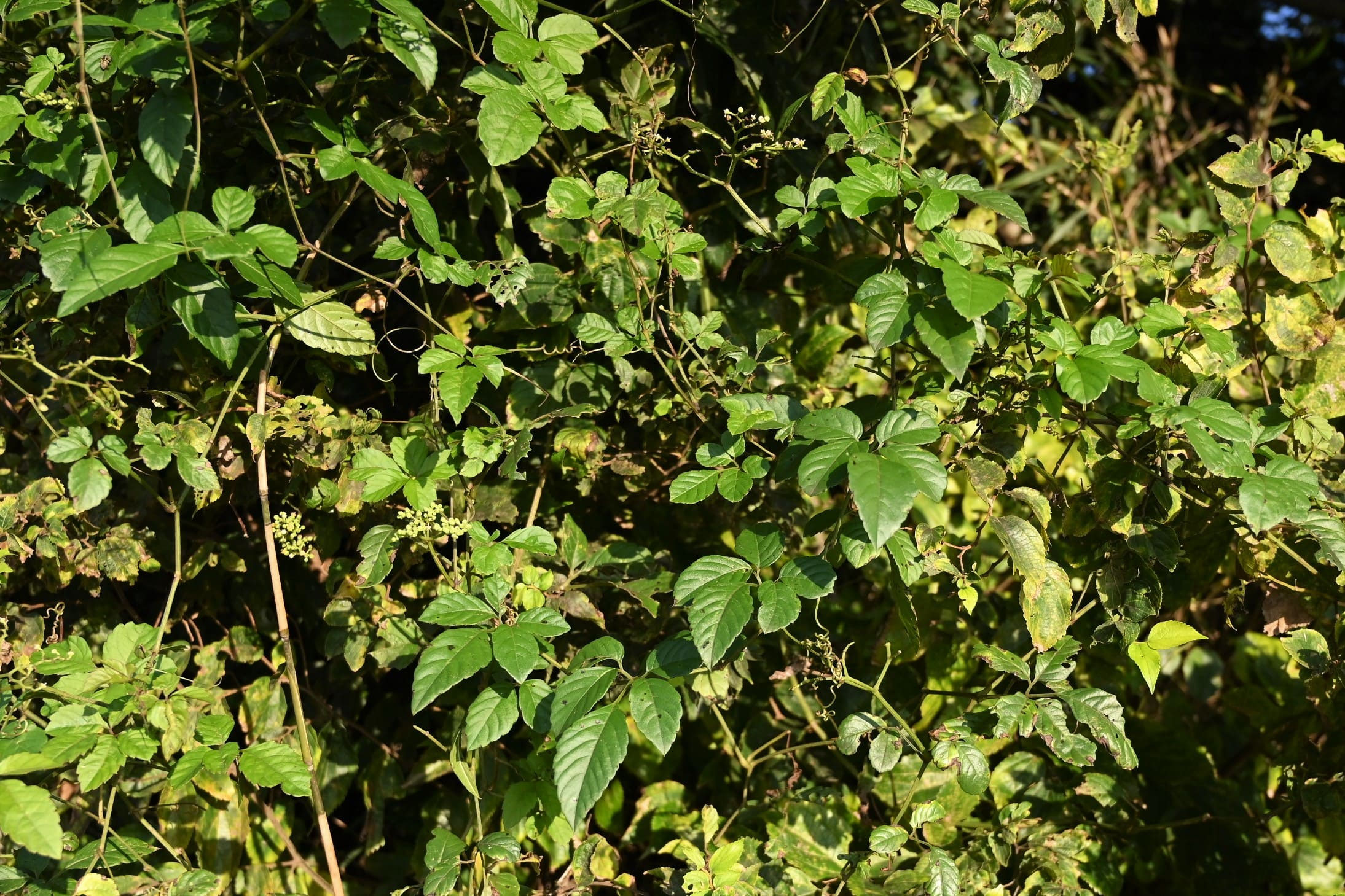 ヤブガラシ／やぶがらし／藪枯 - 庭木図鑑 植木ペディア