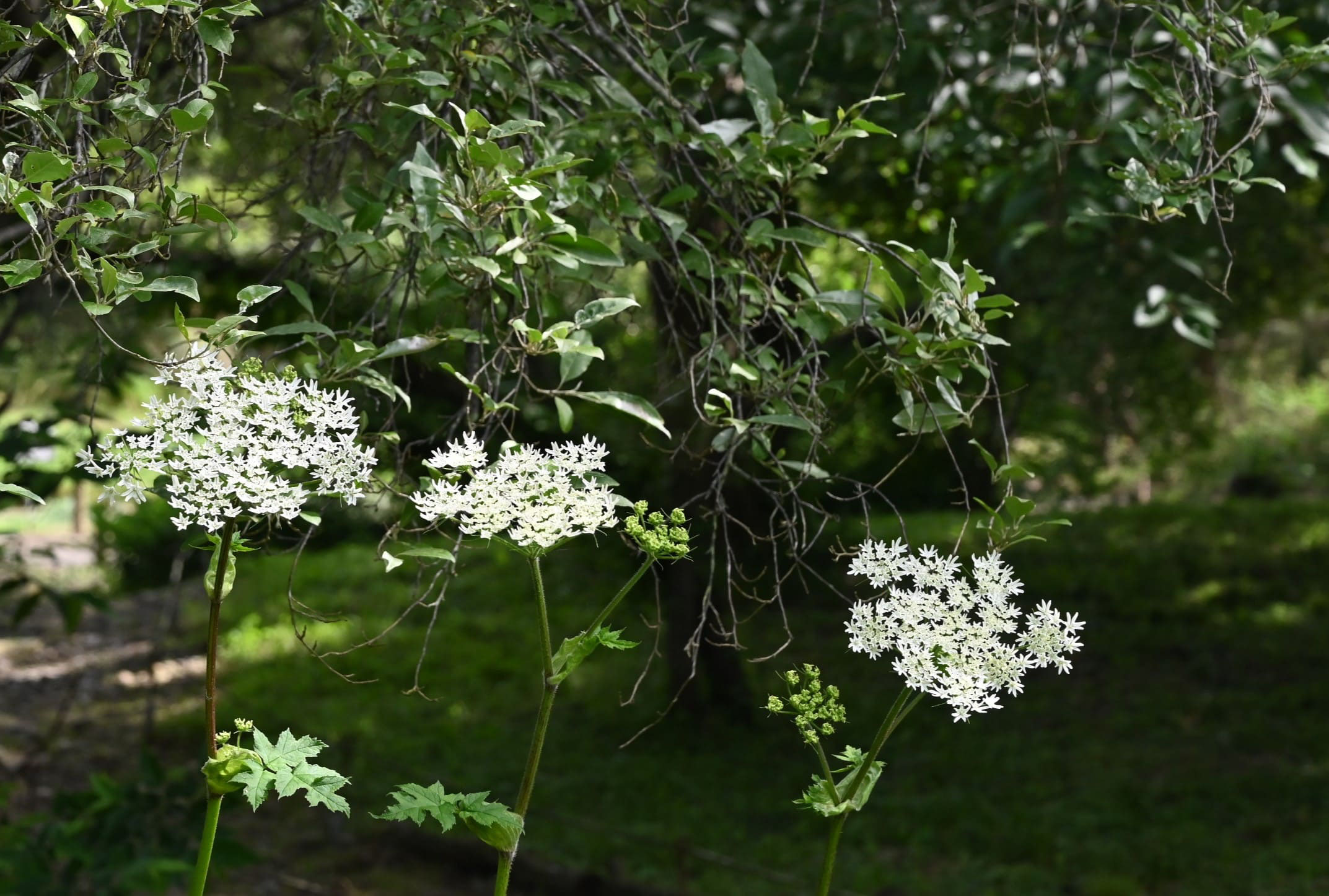 ハナウド はなうど 花独活 庭木図鑑 植木ペディア