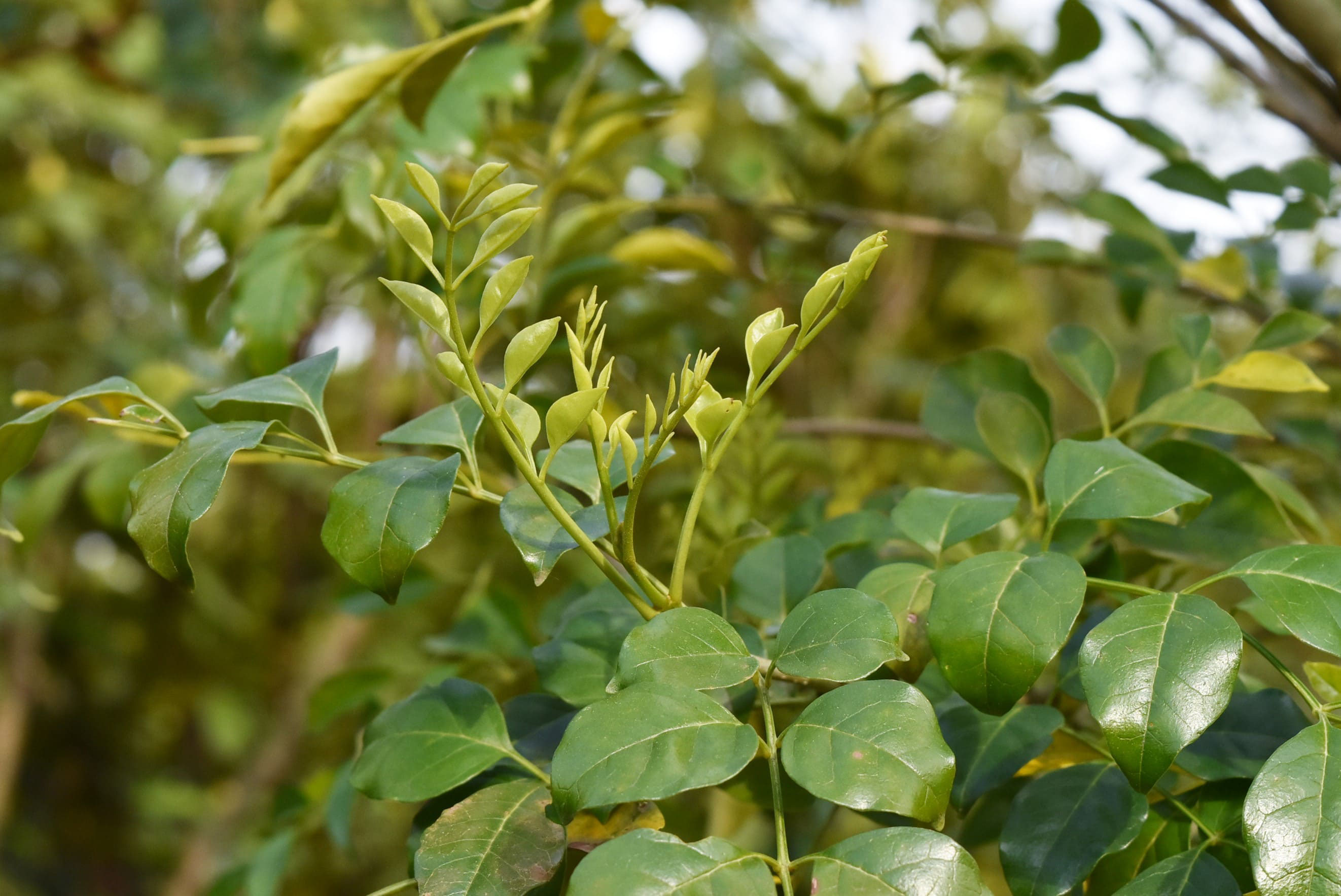 シマトネリコ 庭木図鑑 植木ペディア