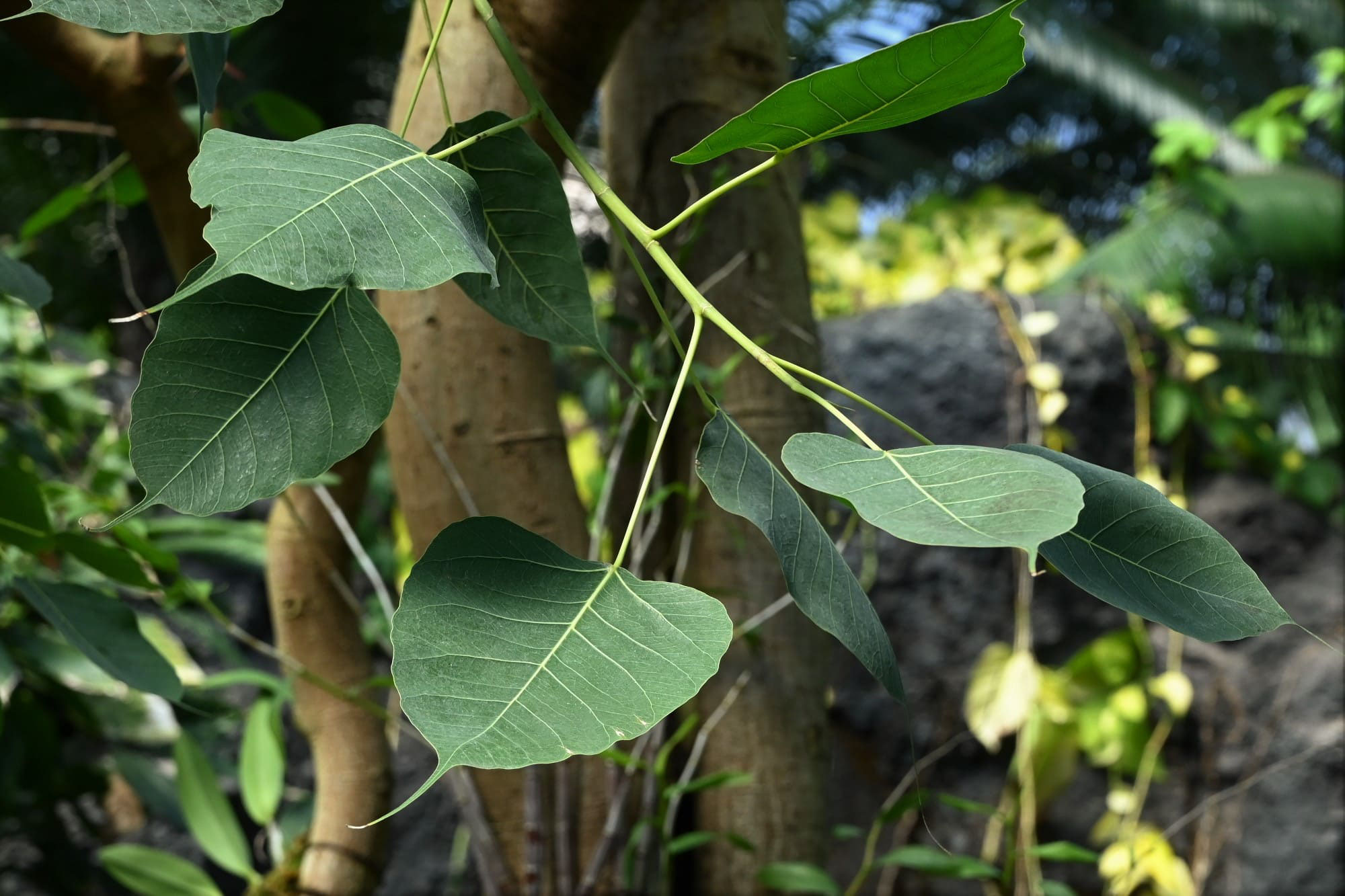 インドボダイジュ いんどぼだいじゅ 庭木図鑑 植木ペディア インドボダイジュ いんどぼだいじゅ 庭木図鑑 植木ペディア