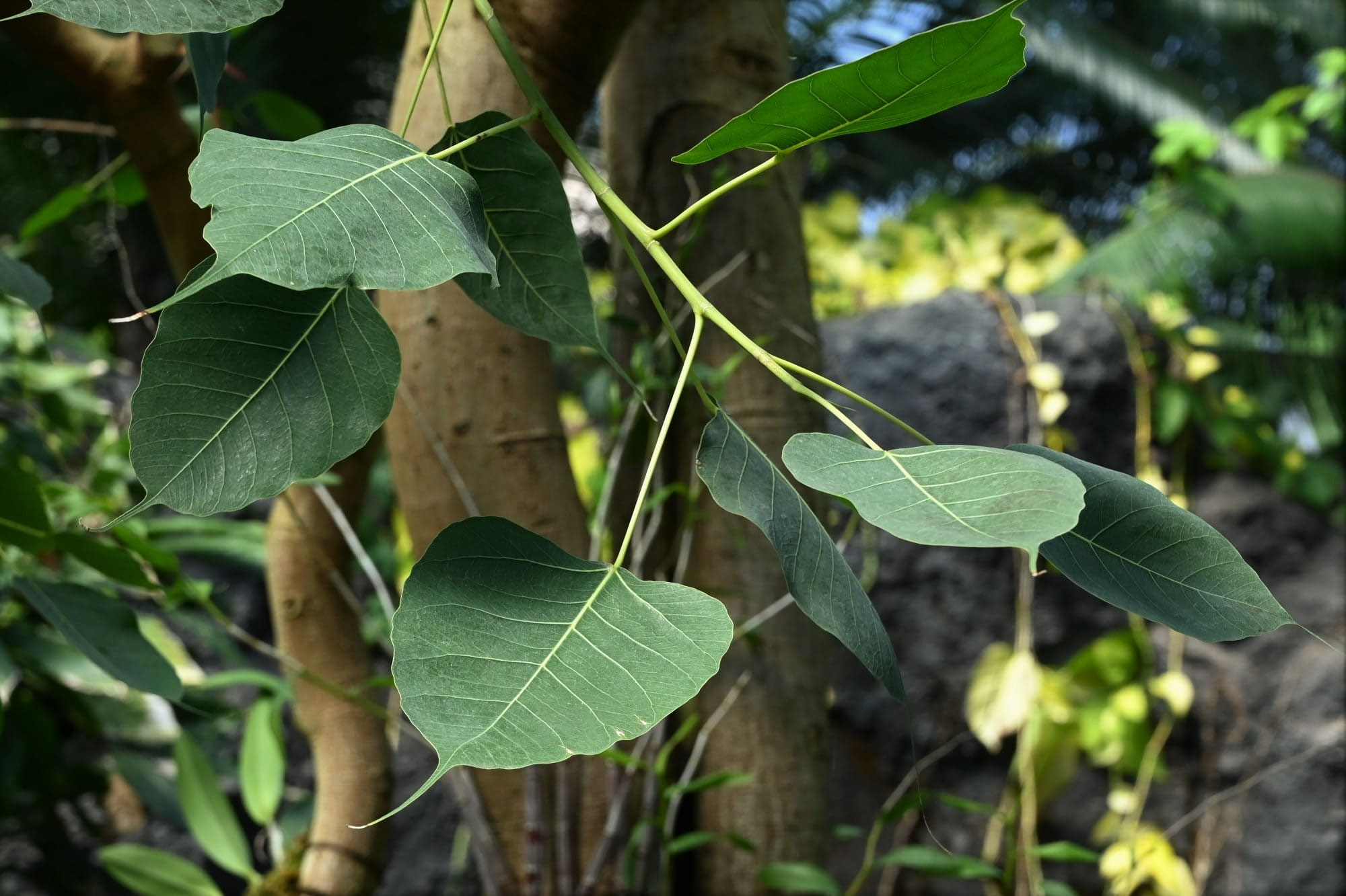 インドボダイジュ／いんどぼだいじゅ - 庭木図鑑 植木ペディア