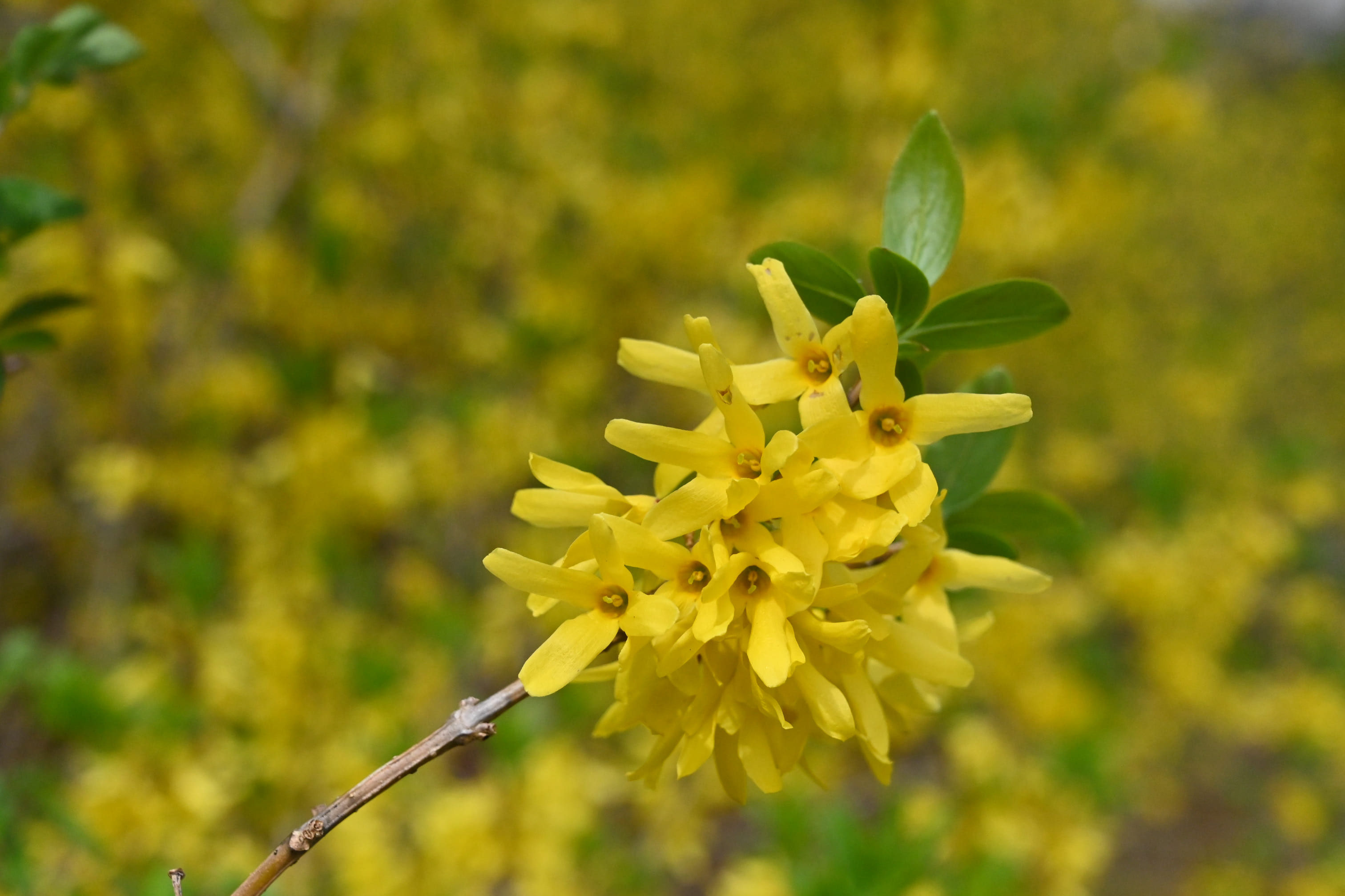 れんぎょ レンギョウ - Wikipedia