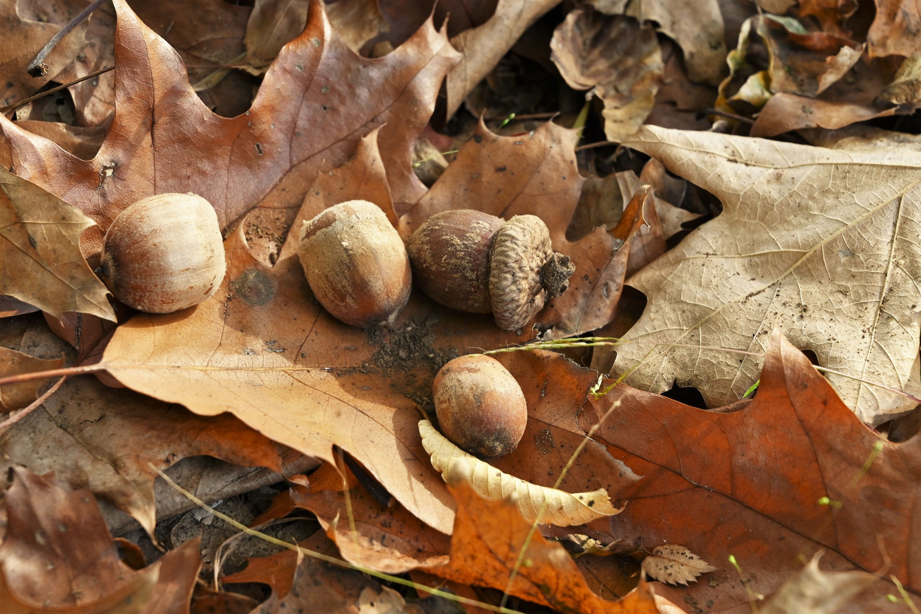 アメリカガシワ - 庭木図鑑 植木ペディア アメリカガシワ - 庭木図鑑 植木ペディア