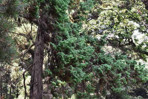 ヒムロスギ ✨大特価‼️50本【796】ヒムロ杉 ヒムロスギ 薩摩杉 リース スワッグ