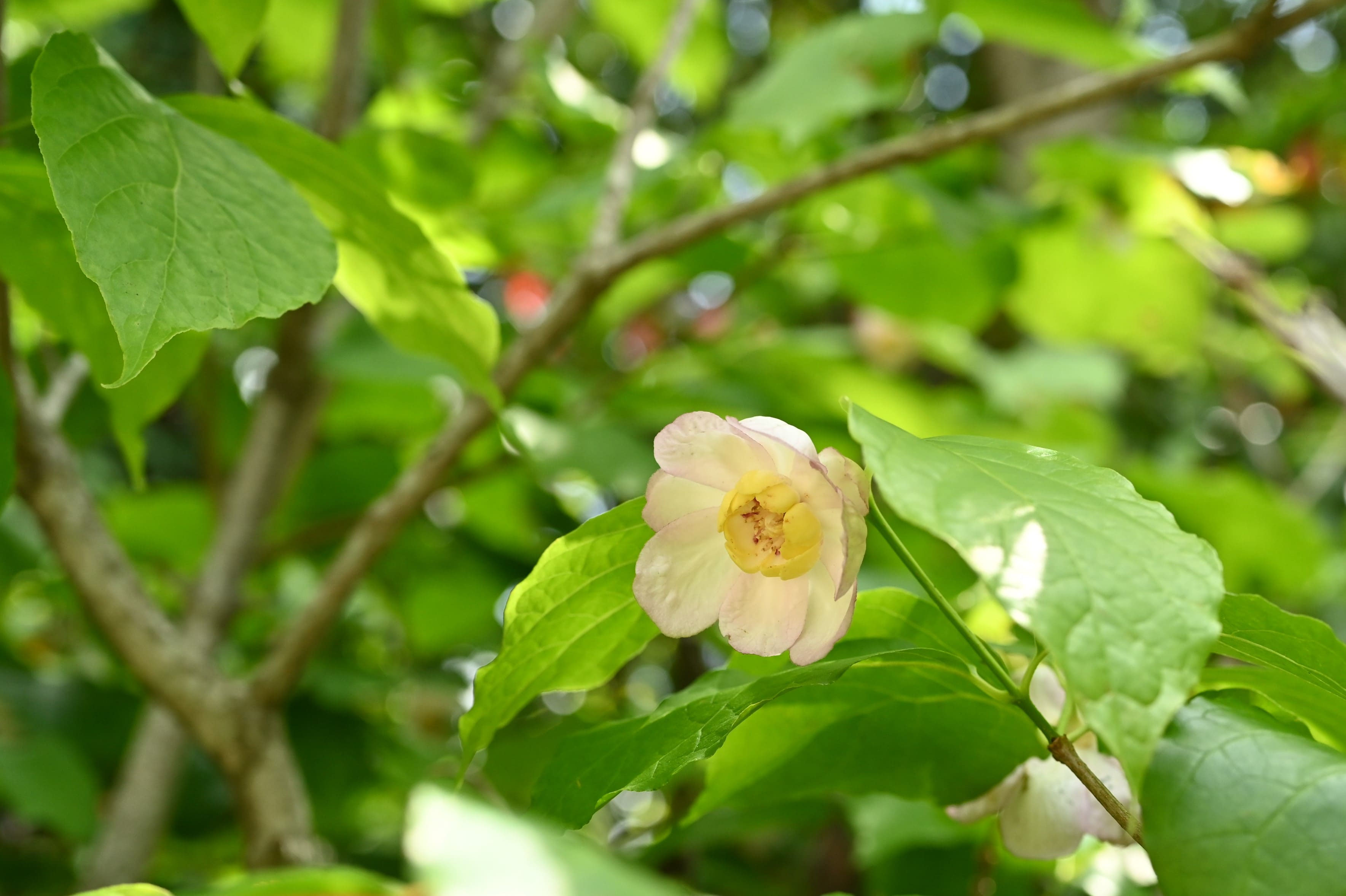 老梅　ろうばい　椿 楽天市場】2025年1月から2月頃に開花花芽有り蝋梅満月ロウバイ