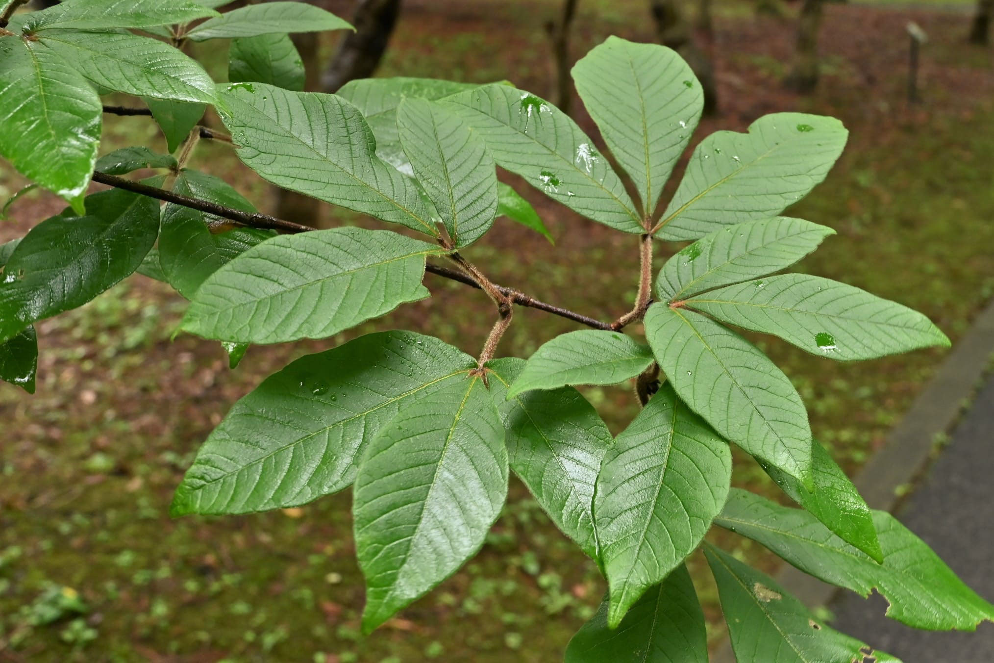 メグスリノキ(目薬の木) - 庭木図鑑 植木ペディア メグスリノキ(目薬の木) - 庭木図鑑 植木ペディア