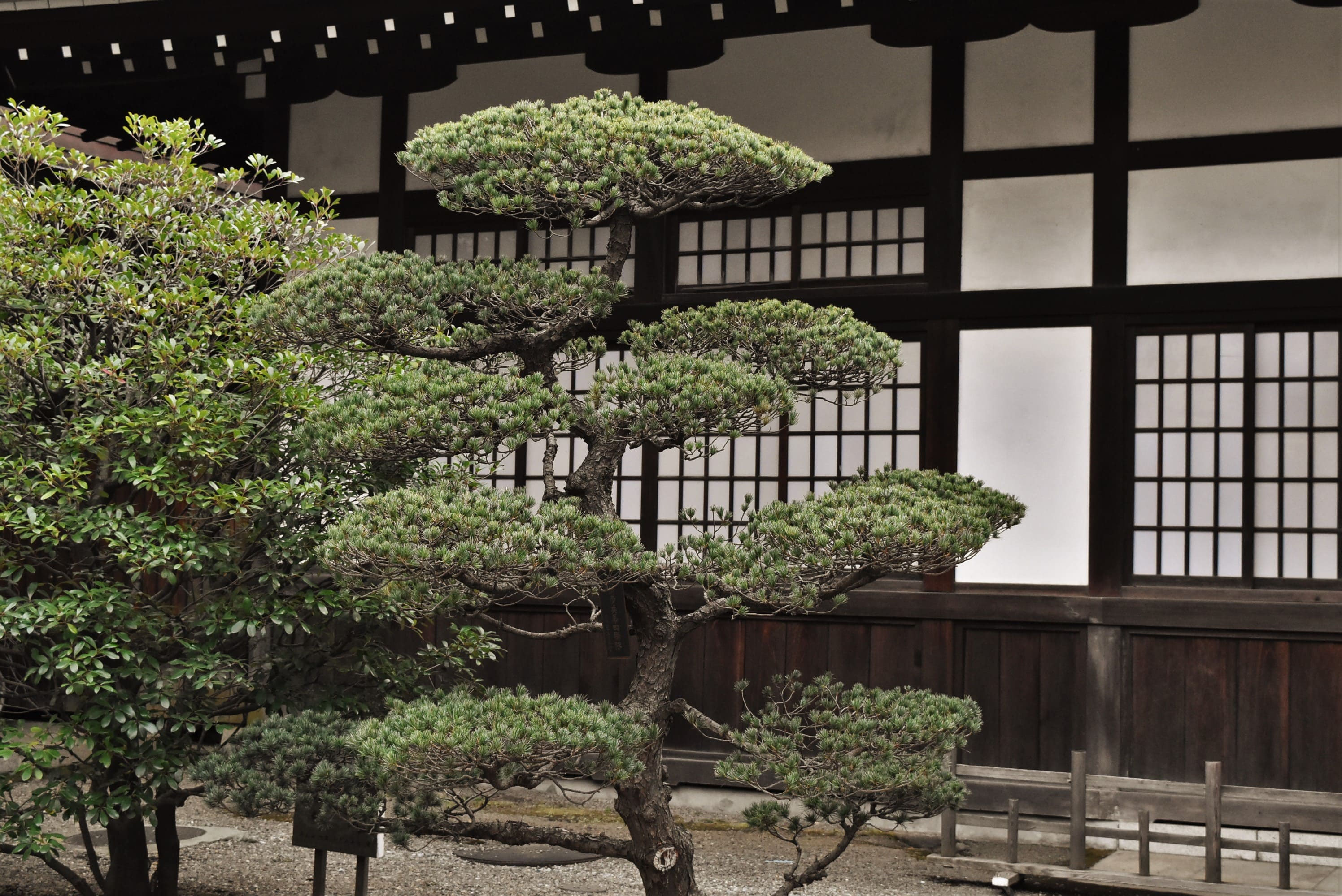 ゴヨウマツ 五葉松 庭木 植木 盆栽 庭園3130