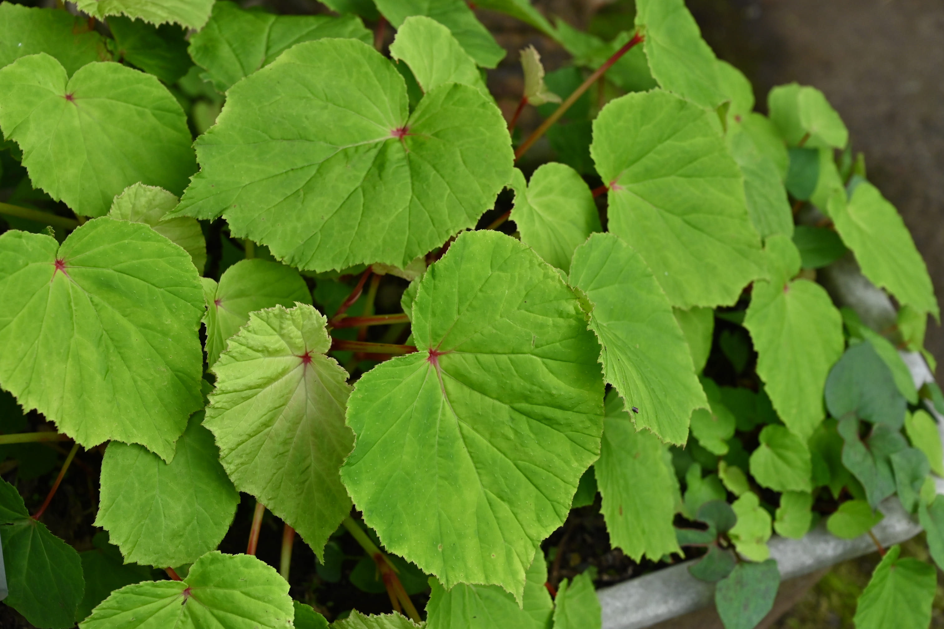 シュウカイドウ しゅうかいどう 秋海棠 庭木図鑑 植木ペディア