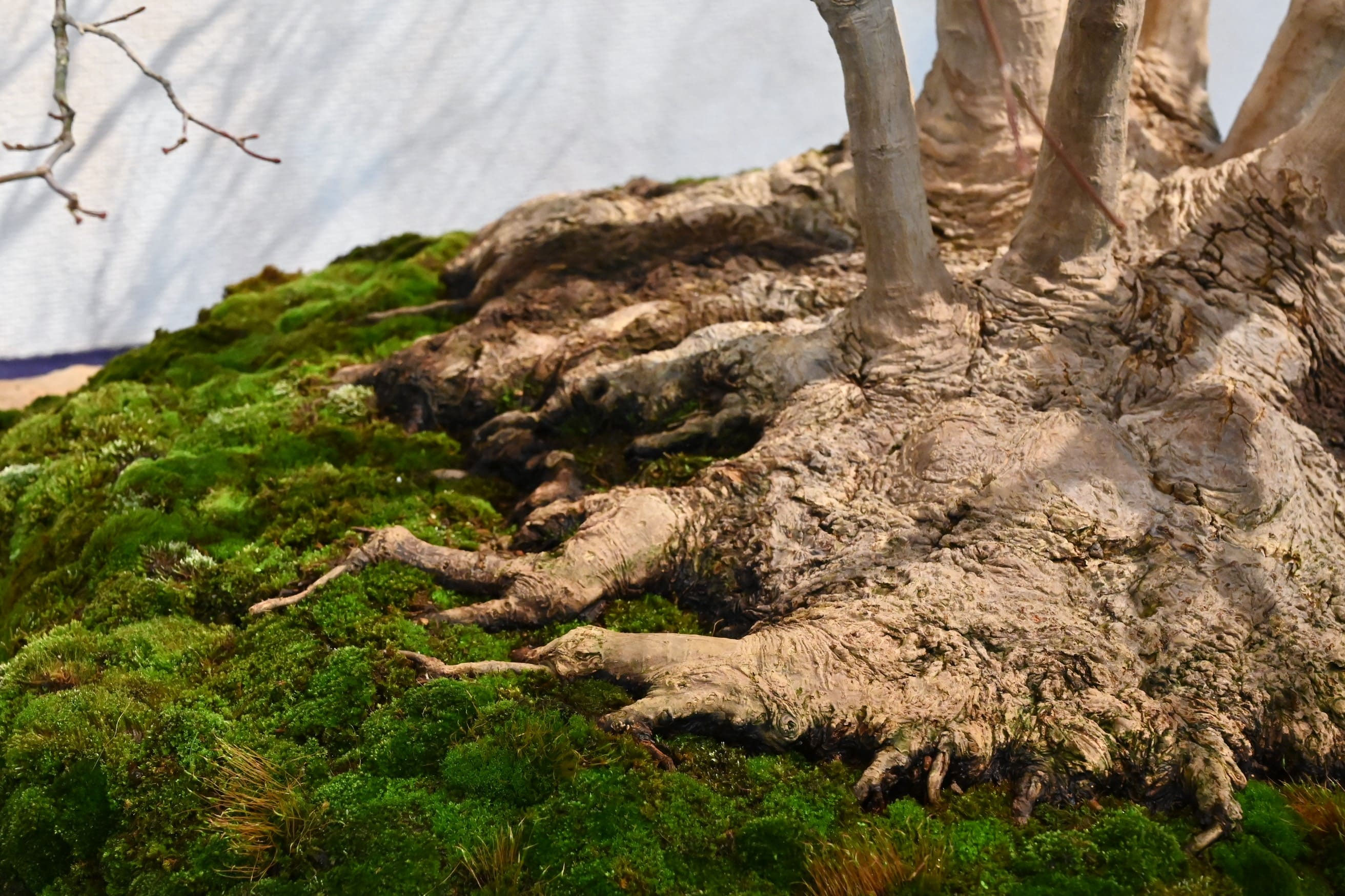 ヤマモミジ／やまもみじ／山紅葉 - 庭木図鑑 植木ペディア