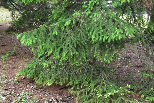 ドイツトウヒ - 庭木図鑑 植木ペディア