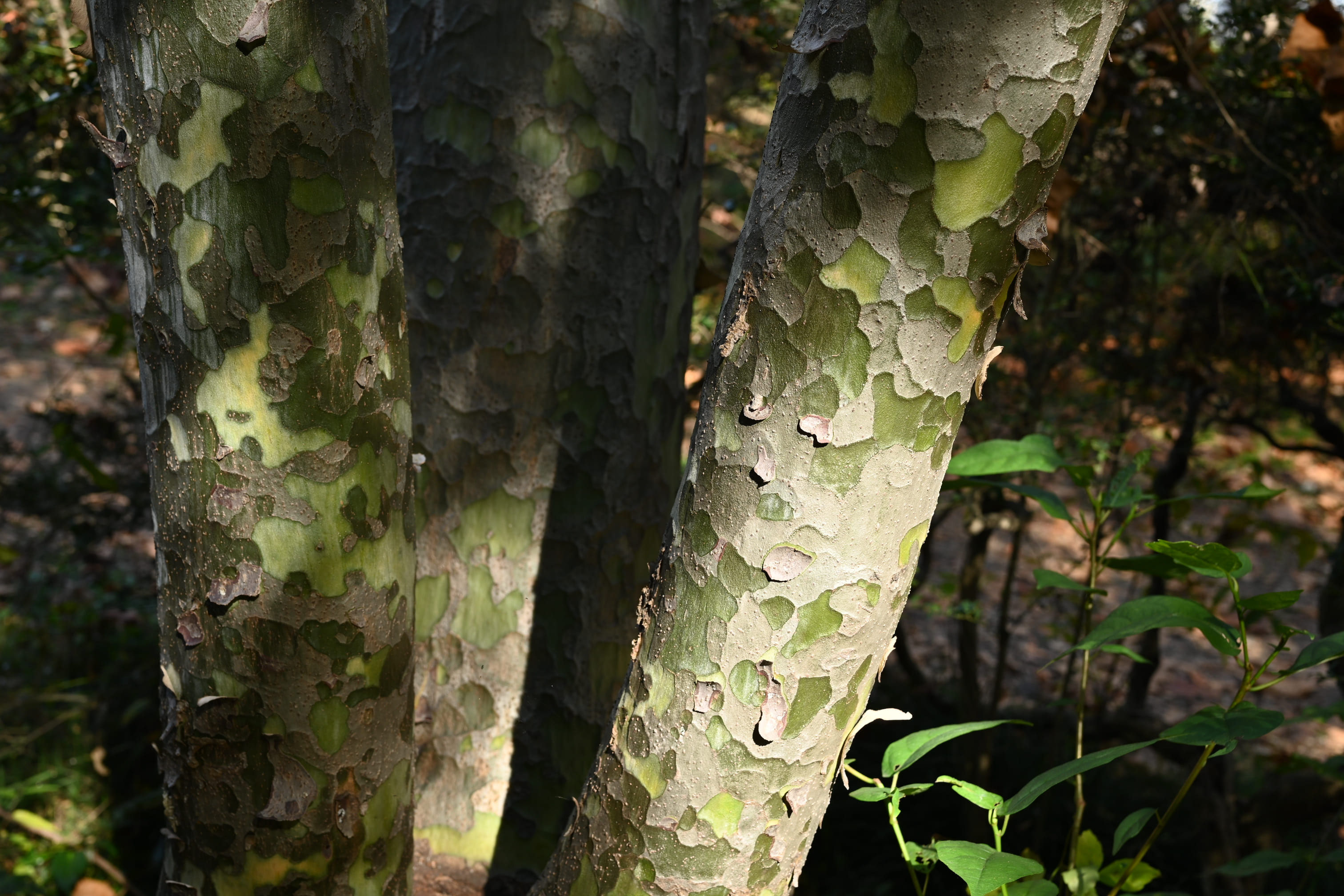 ハクショウ 白松 【公式通販】