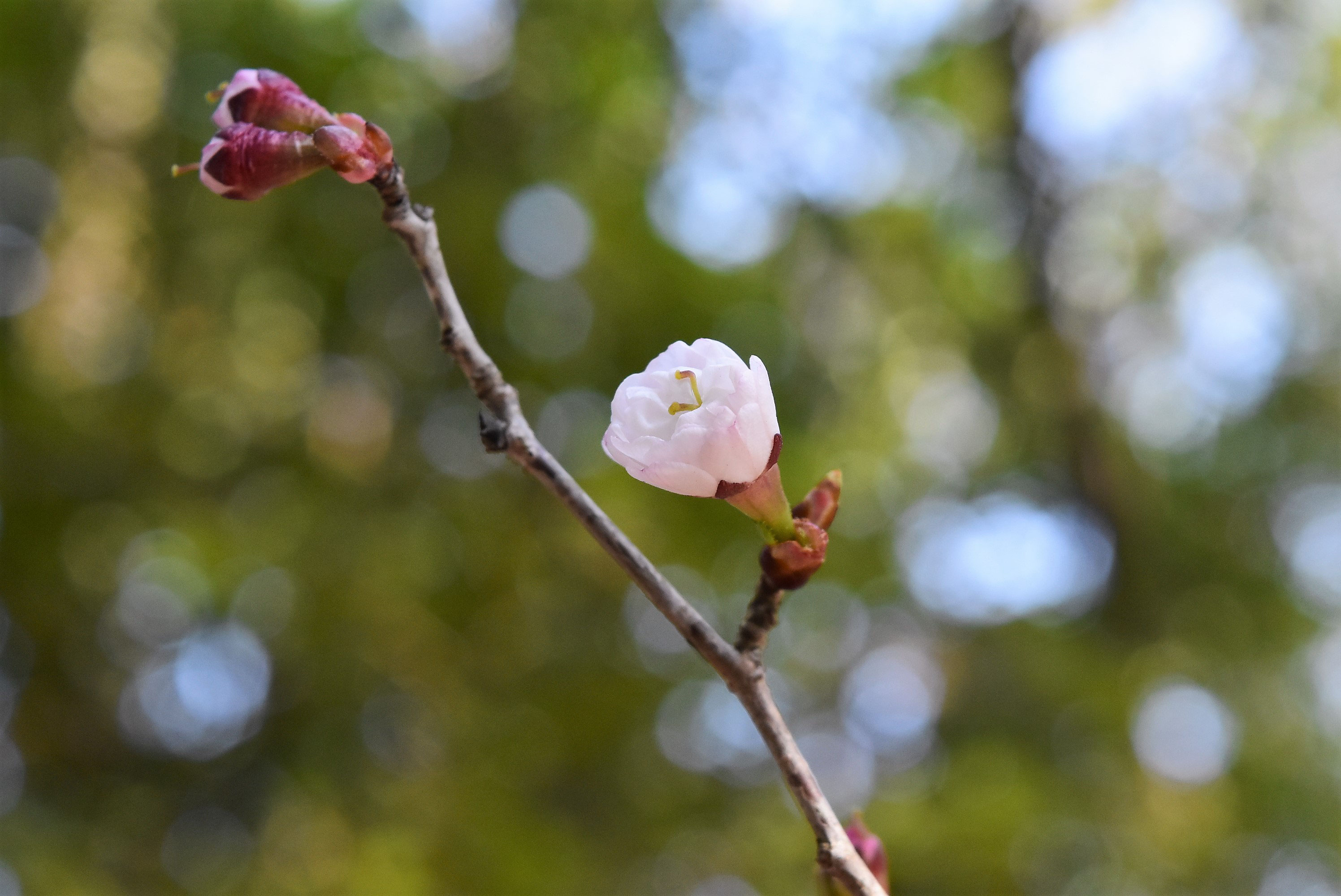 マメザクラ 庭木図鑑 植木ペディア