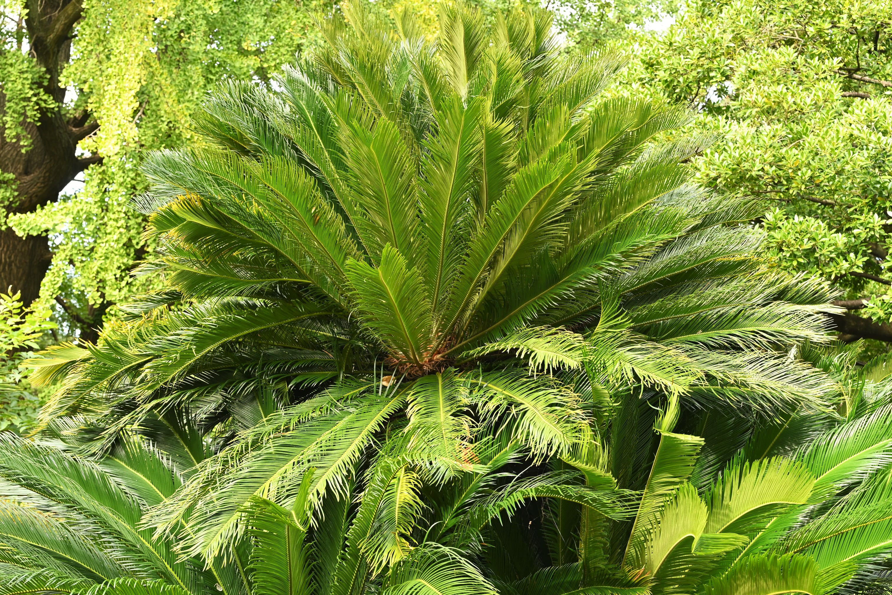 大きいソテツ蘇鉄 植物 観葉植物 Giardinodeisognivr It