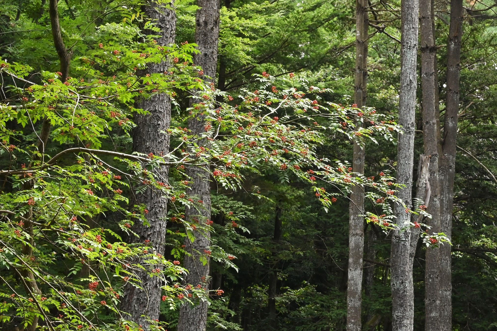 サンショウ 山椒 庭木図鑑 植木ペディア