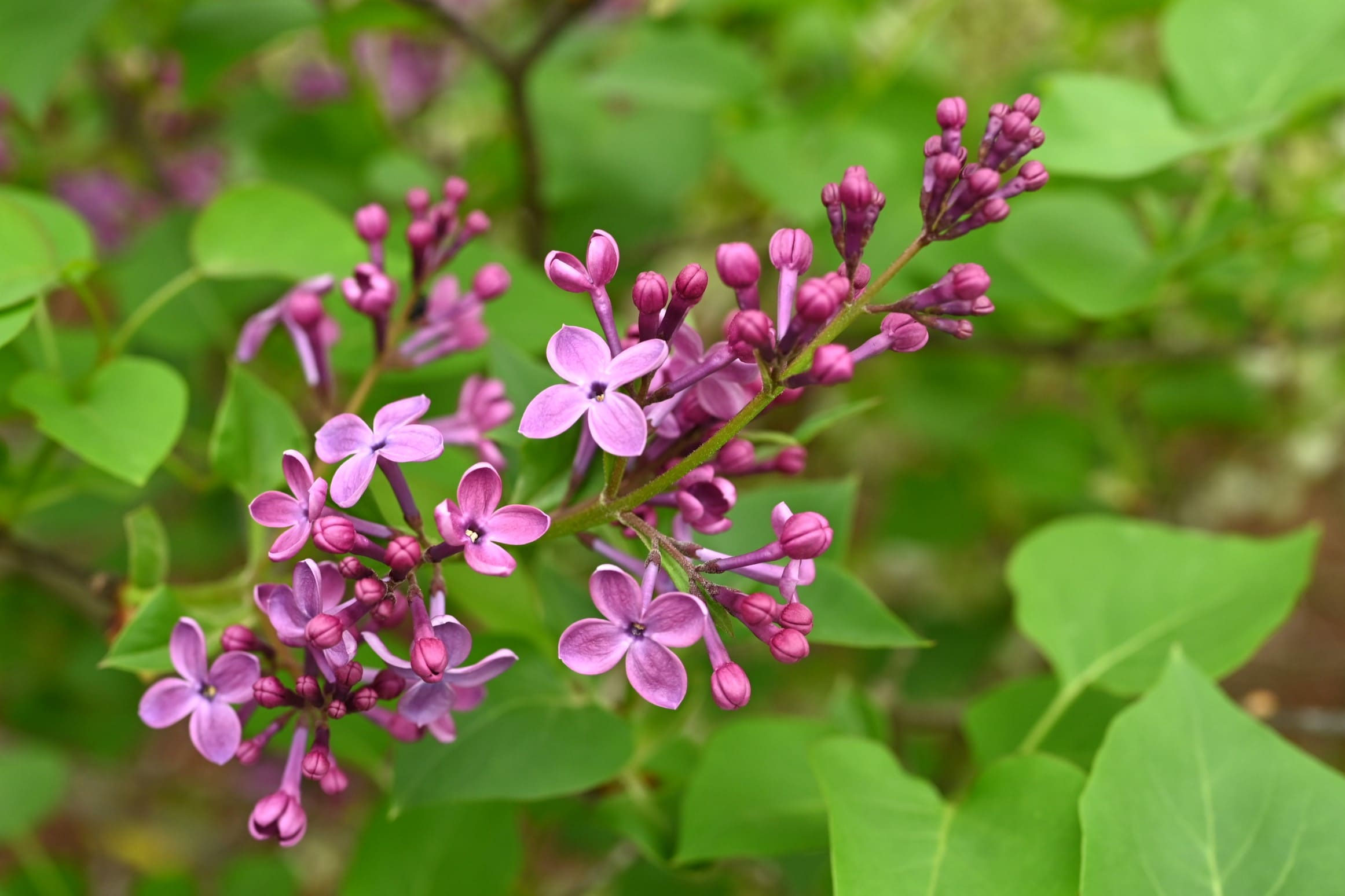 ライラック リラの花 苗木