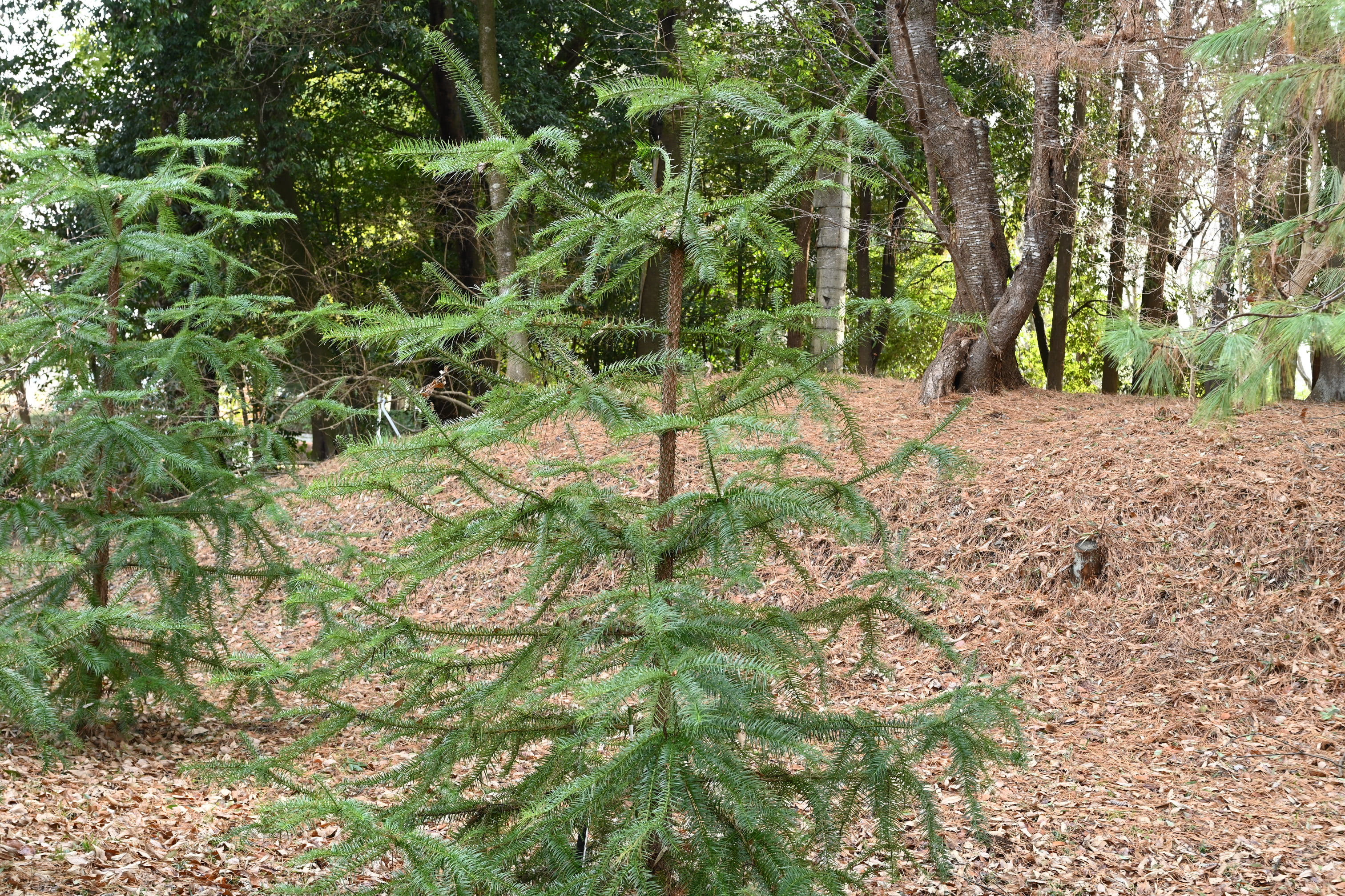 コウヨウザン（広葉杉） - 庭木図鑑 植木ペディア