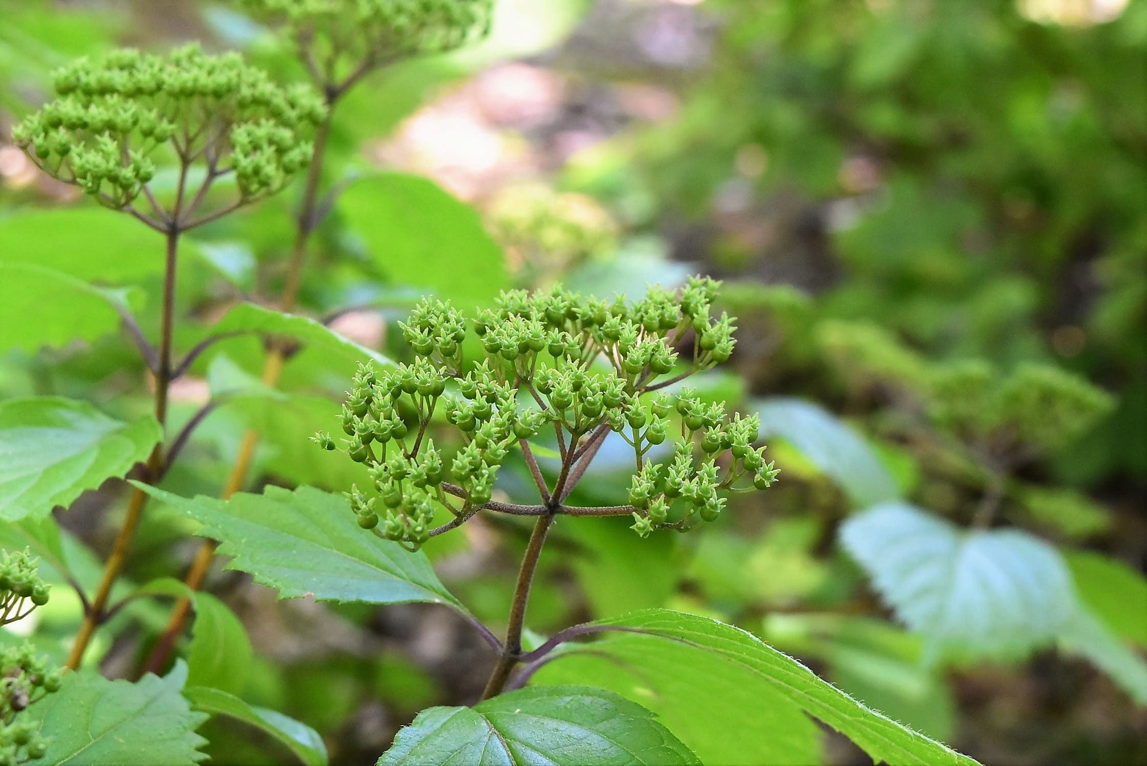 コアジサイ（小紫陽花） - 庭木図鑑 植木ペディア