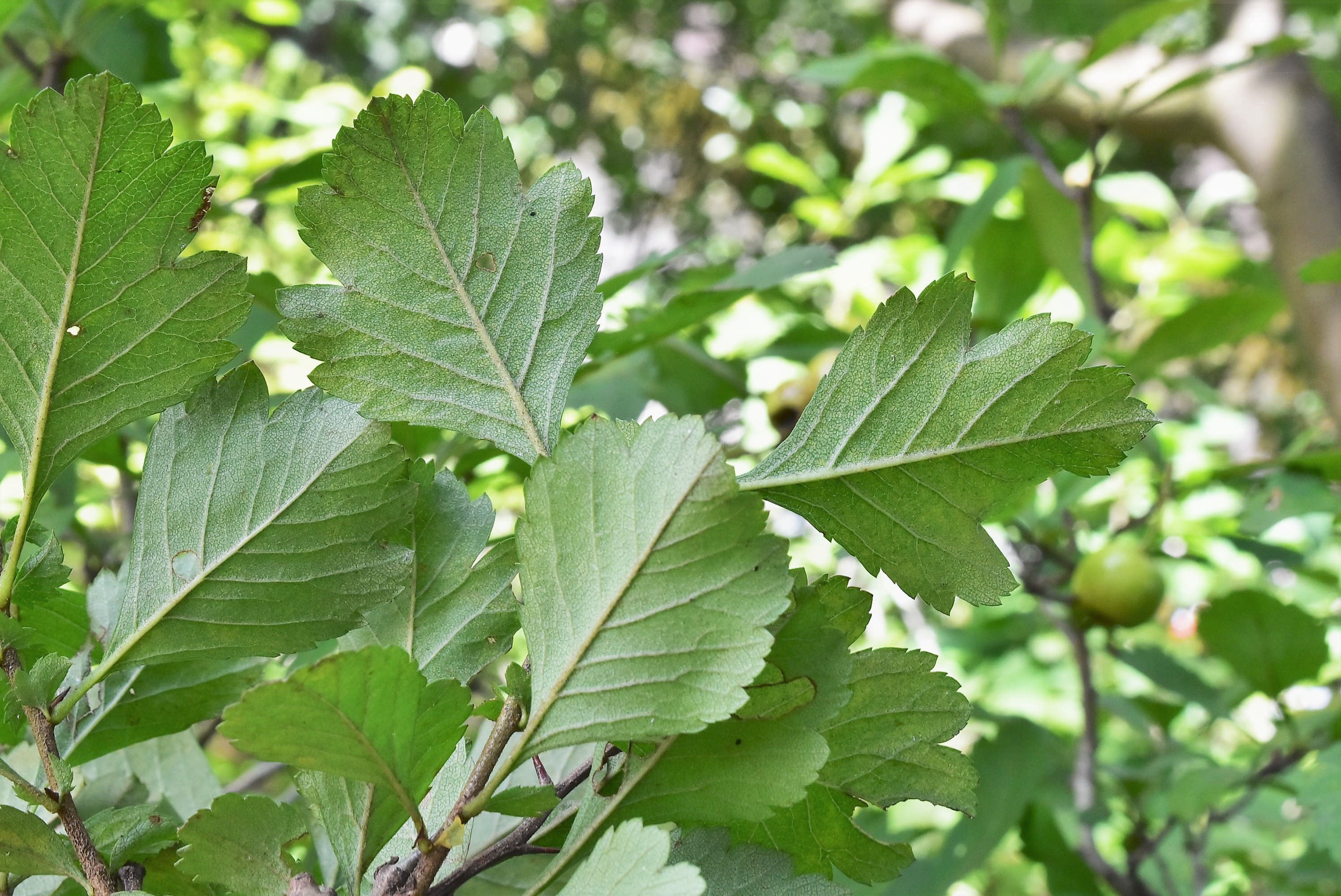 サンザシ 山査子 庭木図鑑 植木ペディア