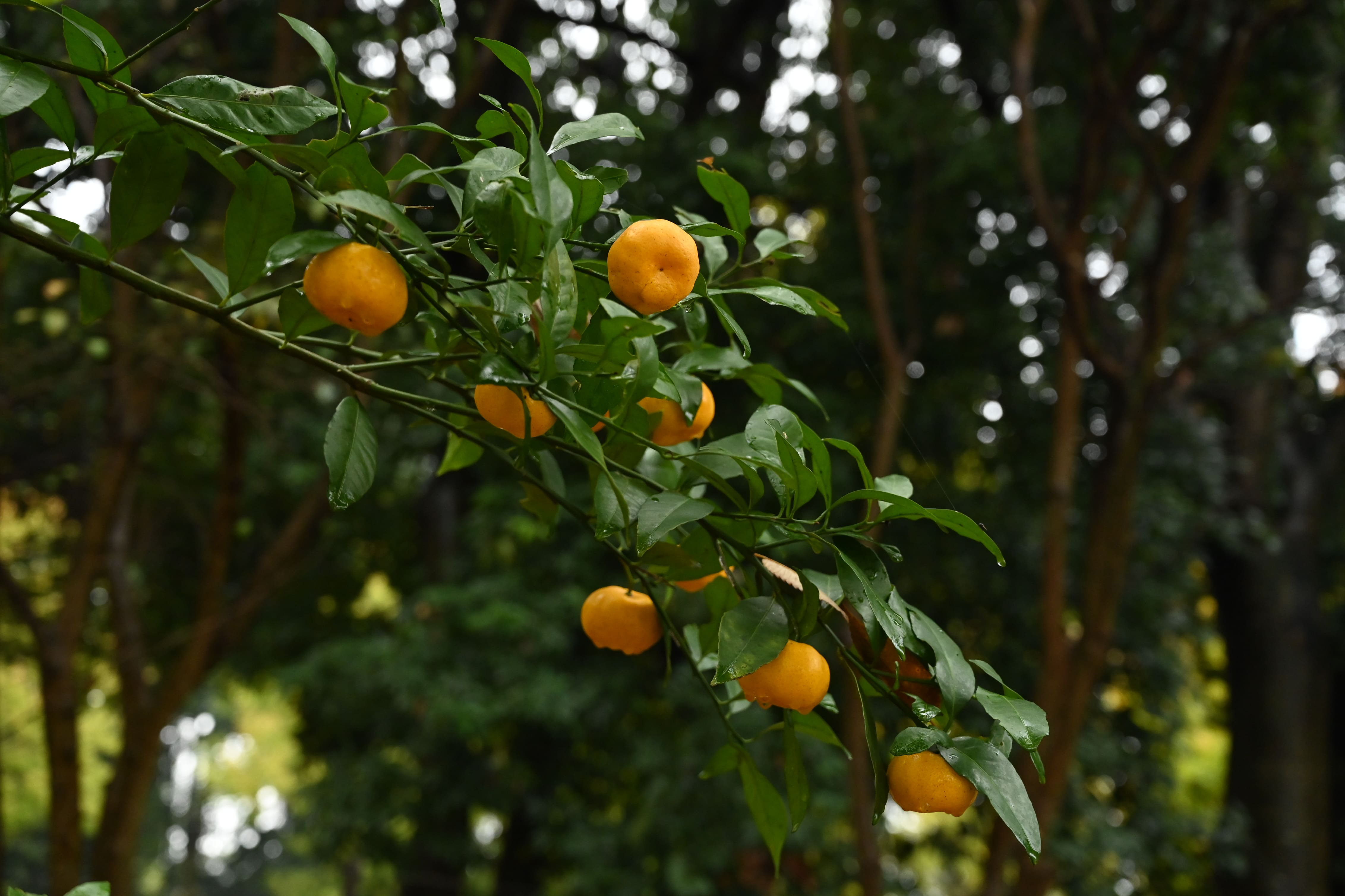 キシュウミカン きしゅうみかん 紀州蜜柑 庭木図鑑 植木ペディア