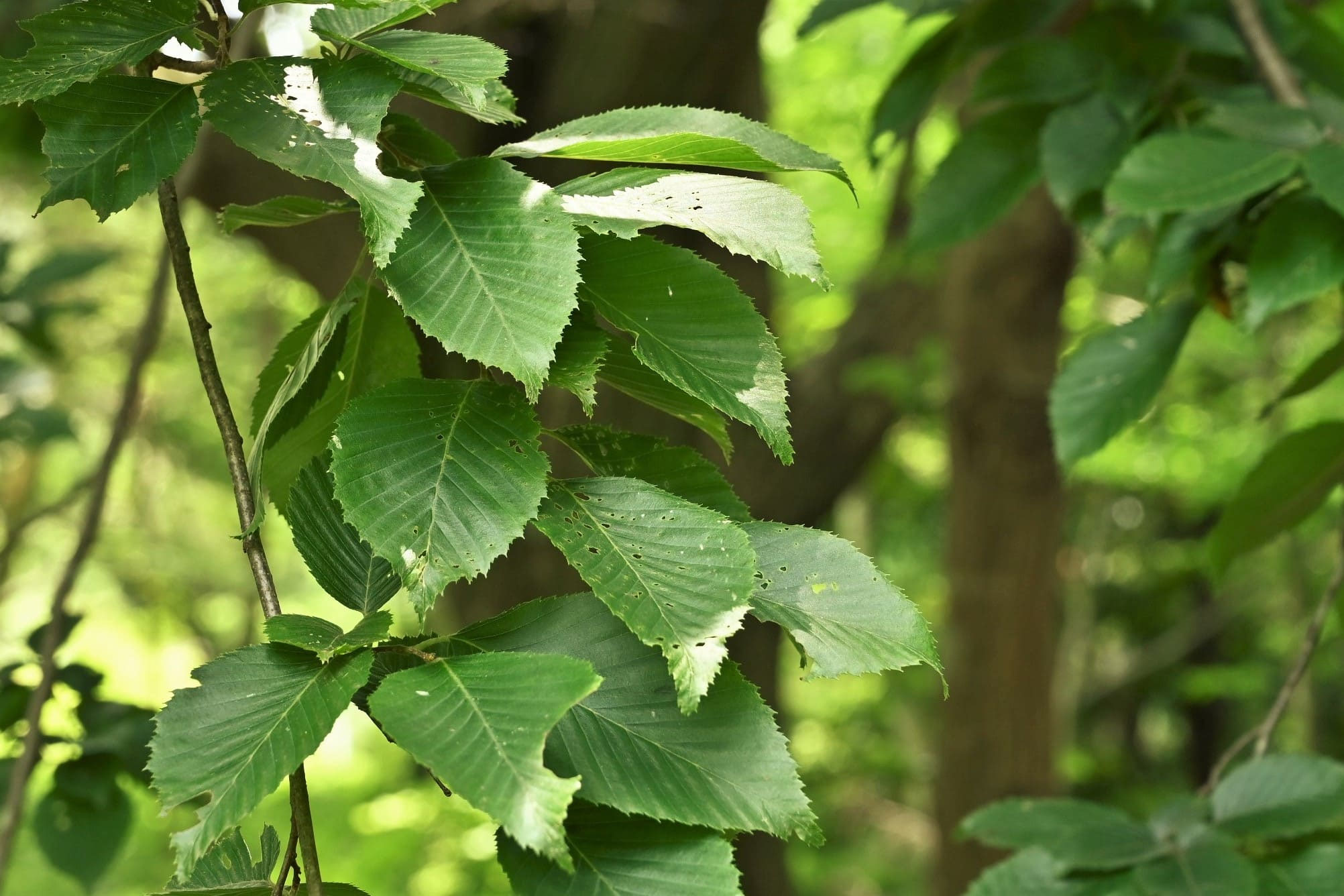 アカシデ - 庭木図鑑 植木ペディア