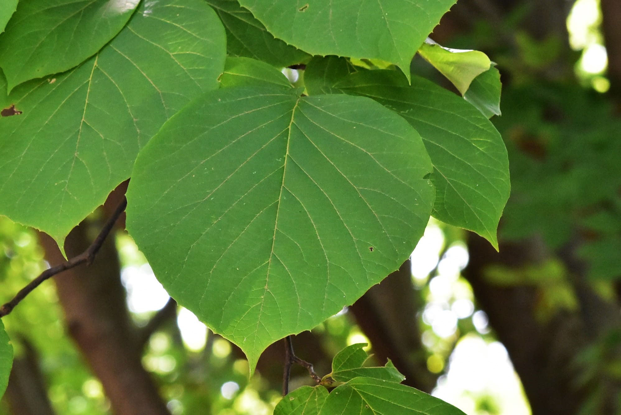 ハクウンボク 白雲木 庭木図鑑 植木ペディア