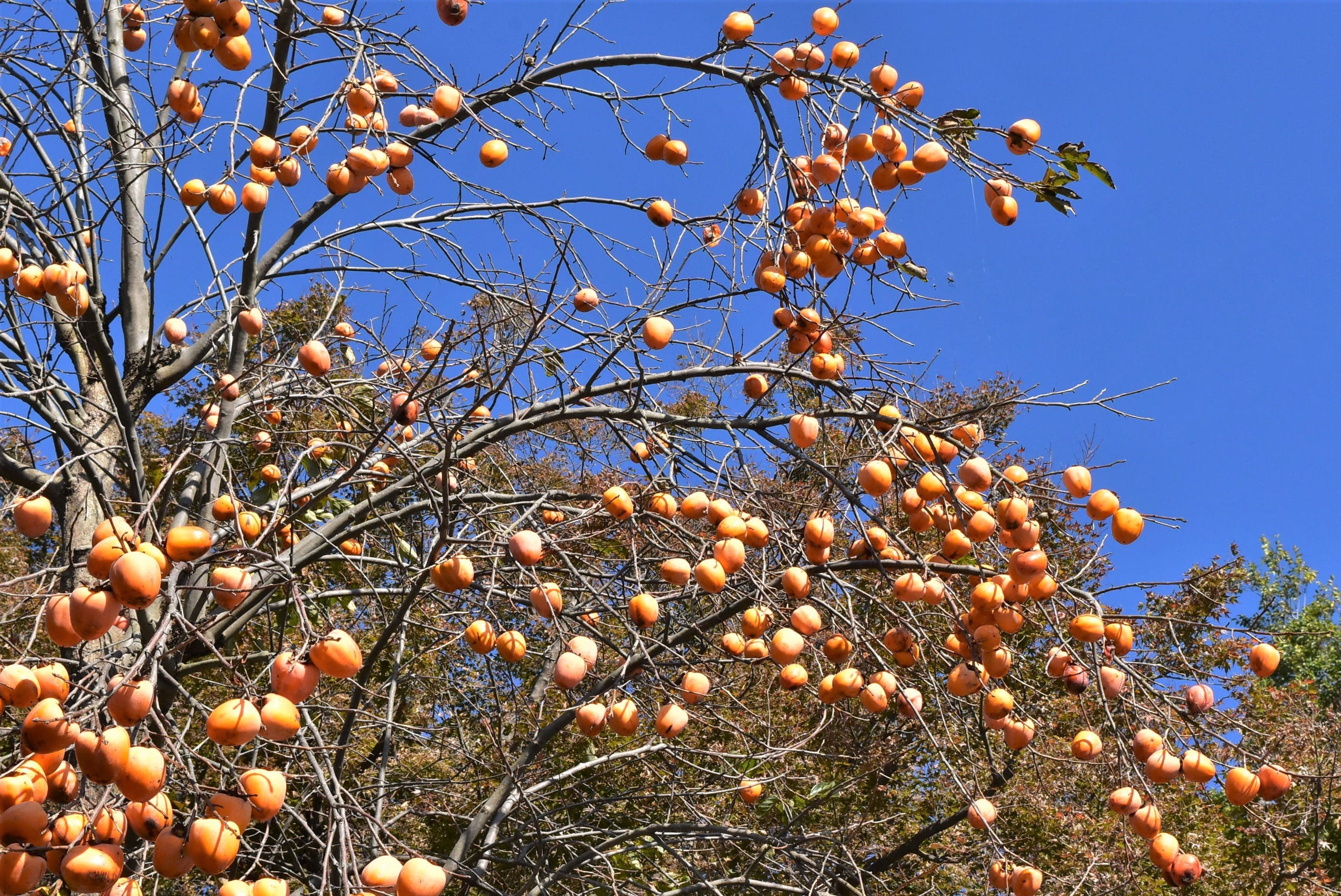 カキ 柿 庭木図鑑 植木ペディア