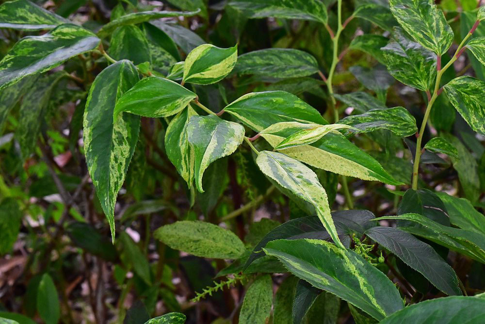 セイヨウイワナンテン 庭木図鑑 植木ペディア