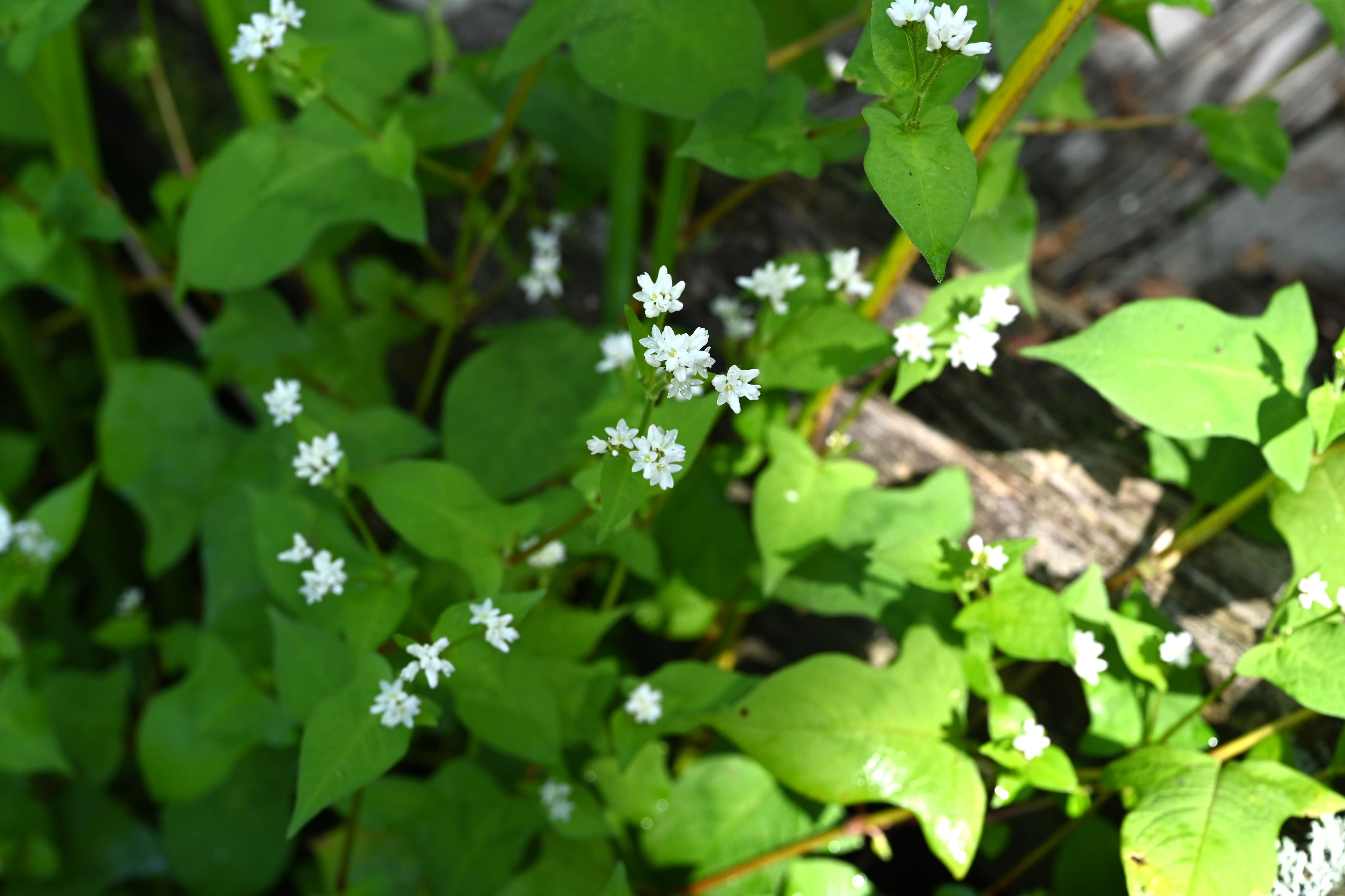ミゾソバ みぞそば 溝蕎麦 庭木図鑑 植木ペディア ミゾソバ みぞそば 溝蕎麦 庭木図鑑 植木ペディア