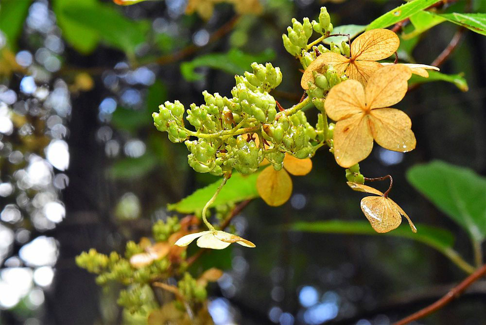 ノリウツギ 糊空木 庭木図鑑 植木ペディア ノリウツギ 糊空木 庭木図鑑 植木ペディア