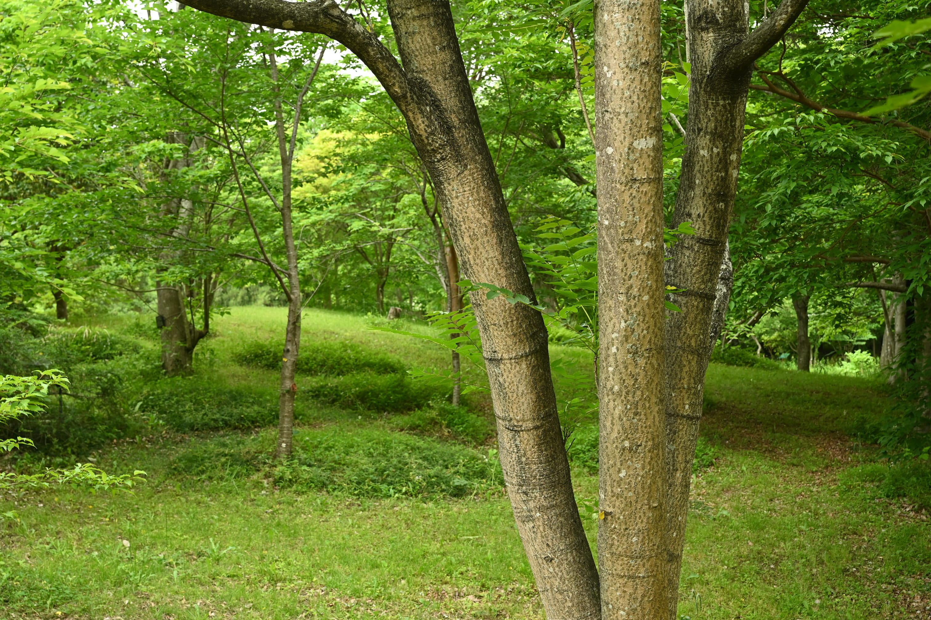カラスザンショウ／からすざんしょう／烏山椒 - 庭木図鑑 植木