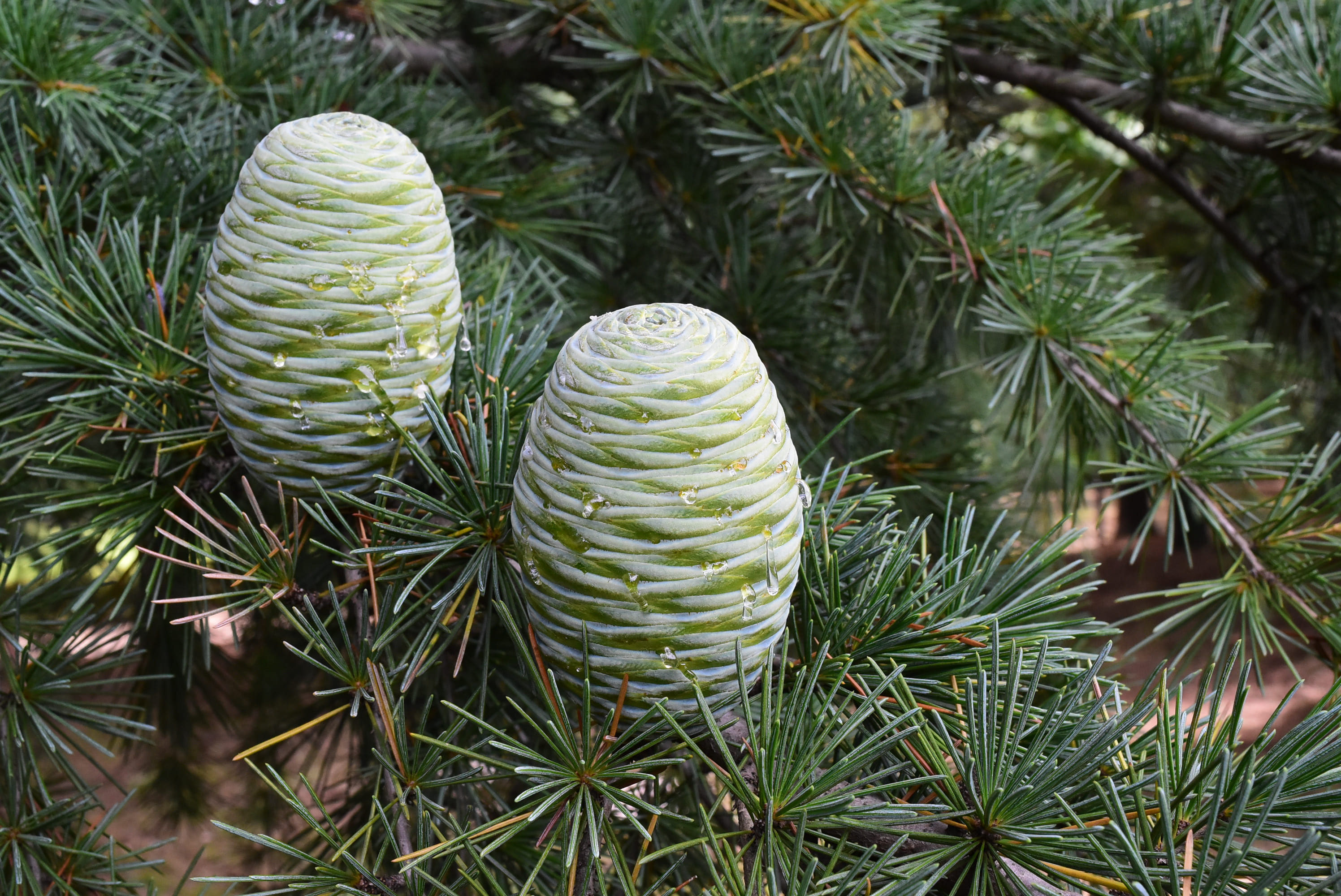 ヒマラヤスギの松ぼっくり全部セット ヒマラヤスギの松ぼっくり全部セット