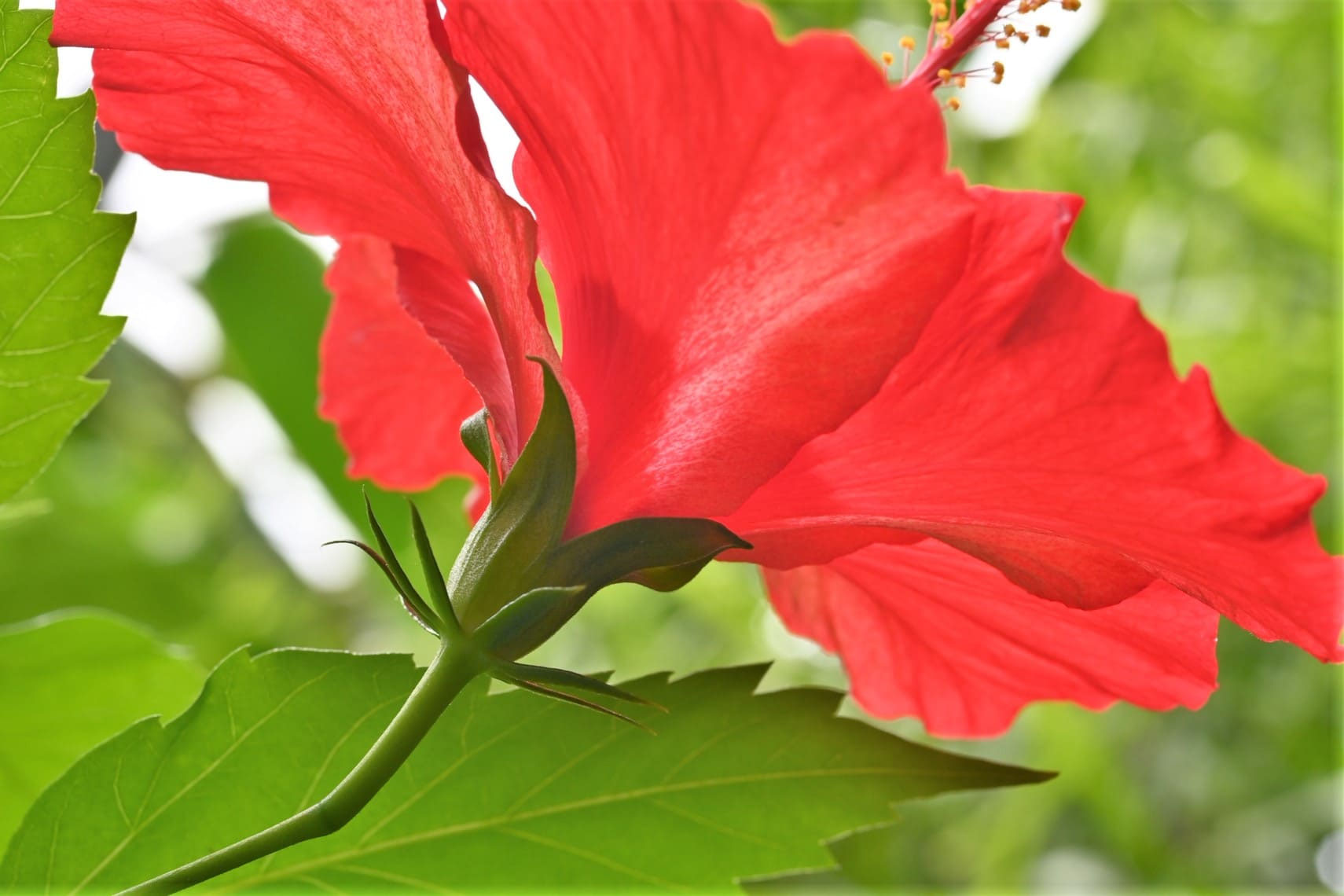 ブッソウゲ ぶっそうげ 仏桑花 庭木図鑑 植木ペディア