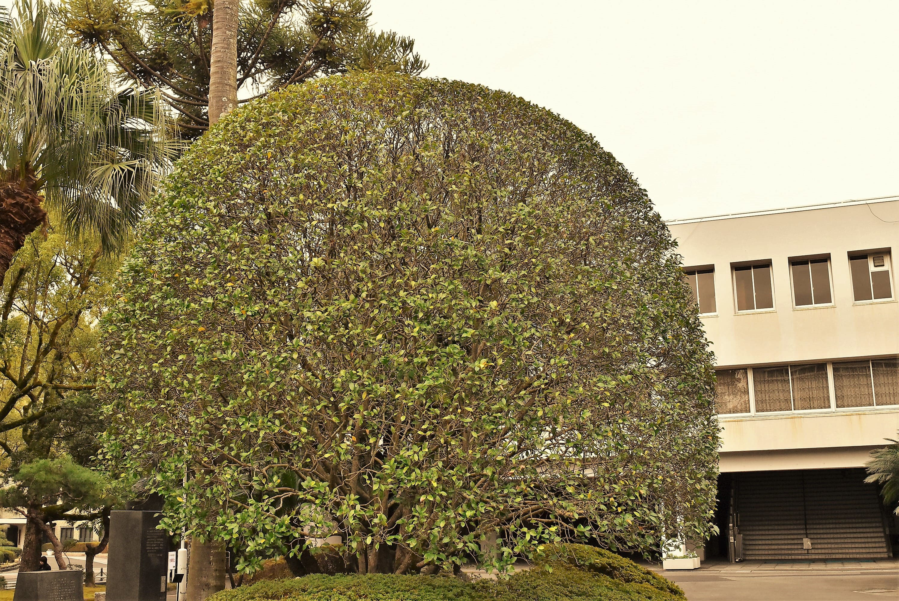 カラタネオガタマ 庭木図鑑 植木ペディア