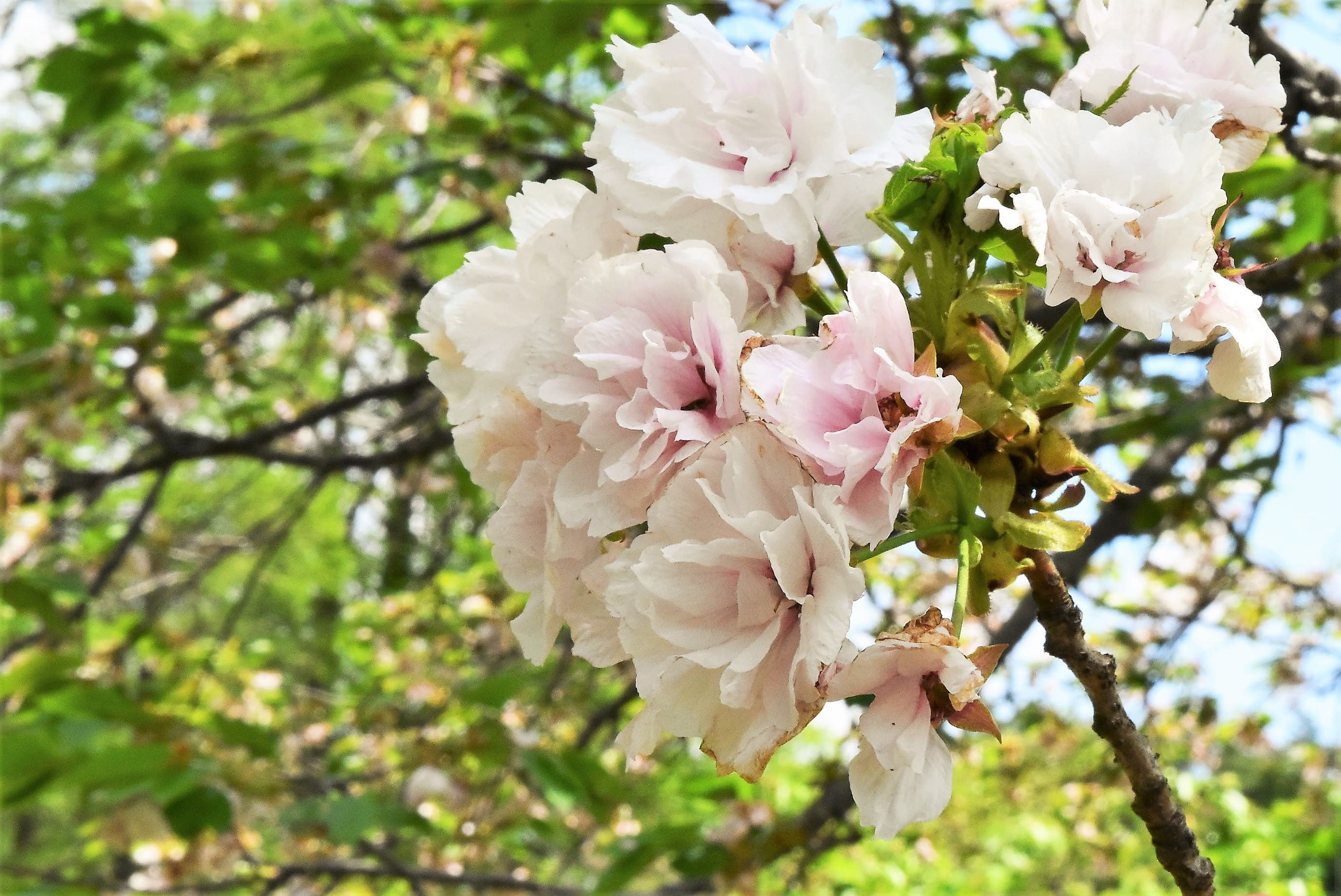 イチヨウ 一葉桜 庭木図鑑 植木ペディア