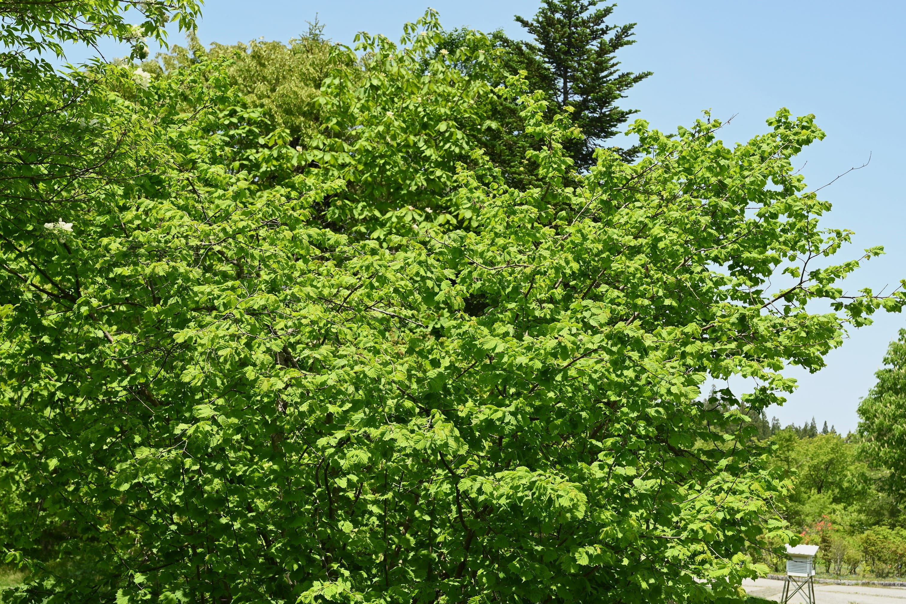 ハシバミ／はしばみ／榛 - 庭木図鑑 植木ペディア