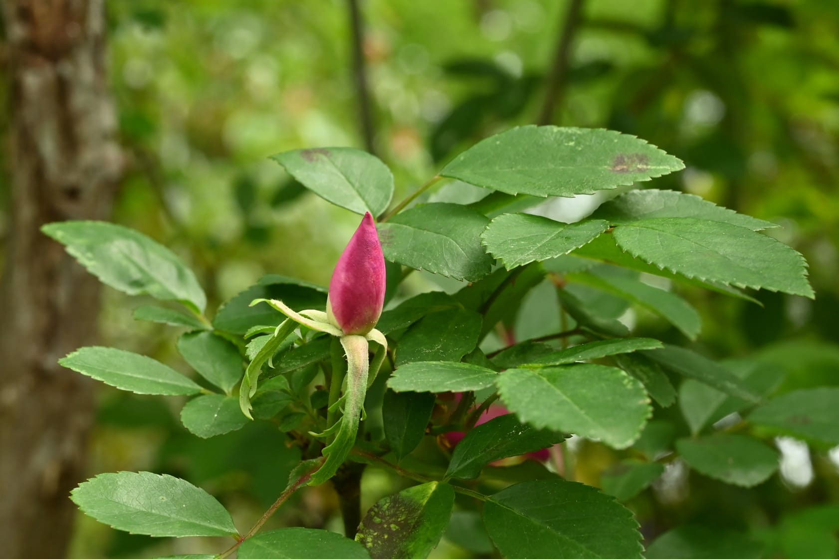島バラ沖縄産 庚申薔薇こうしんばら挿し木成功抜き苗