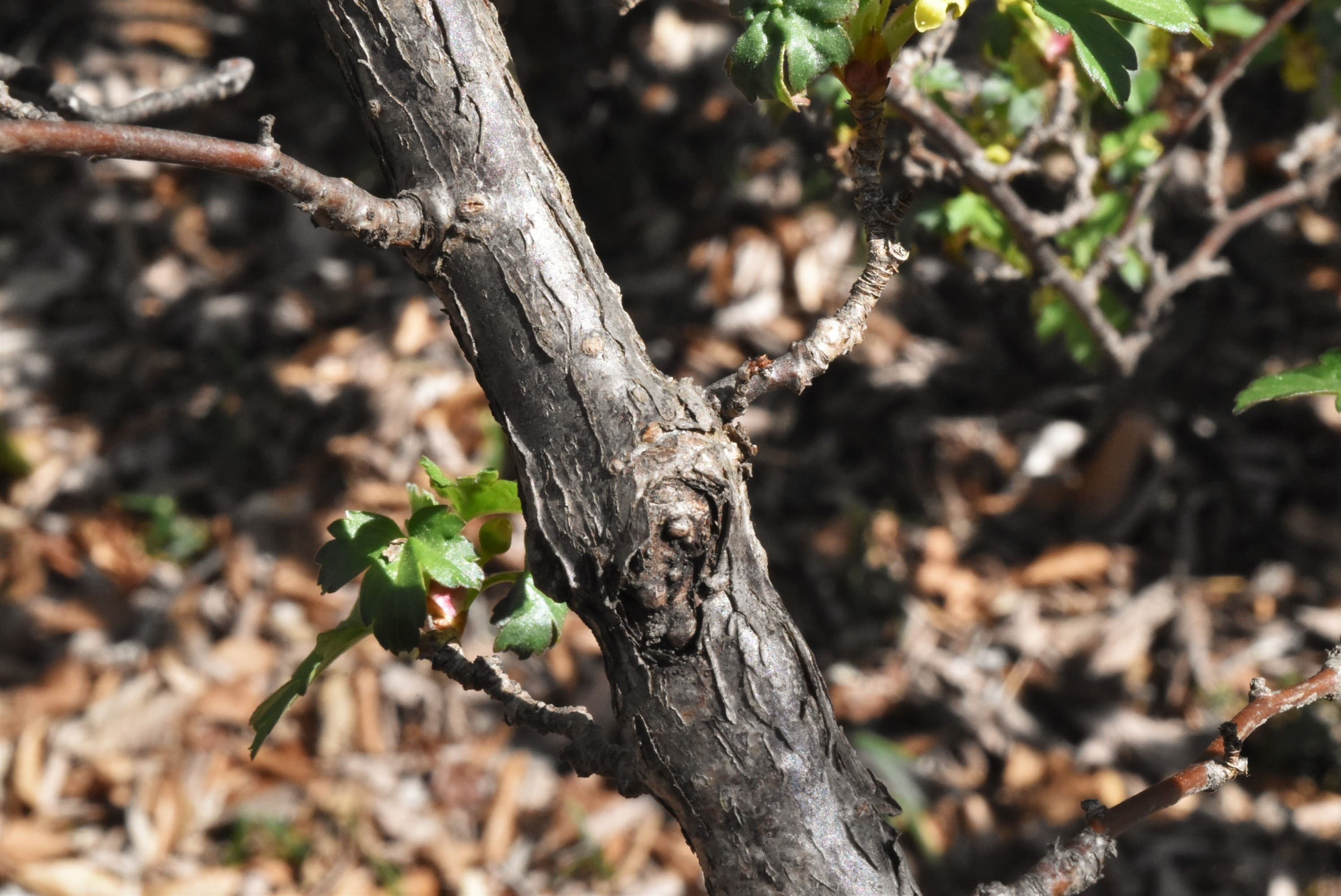 ヤブサンザシ（藪山査子） - 庭木図鑑 植木ペディア
