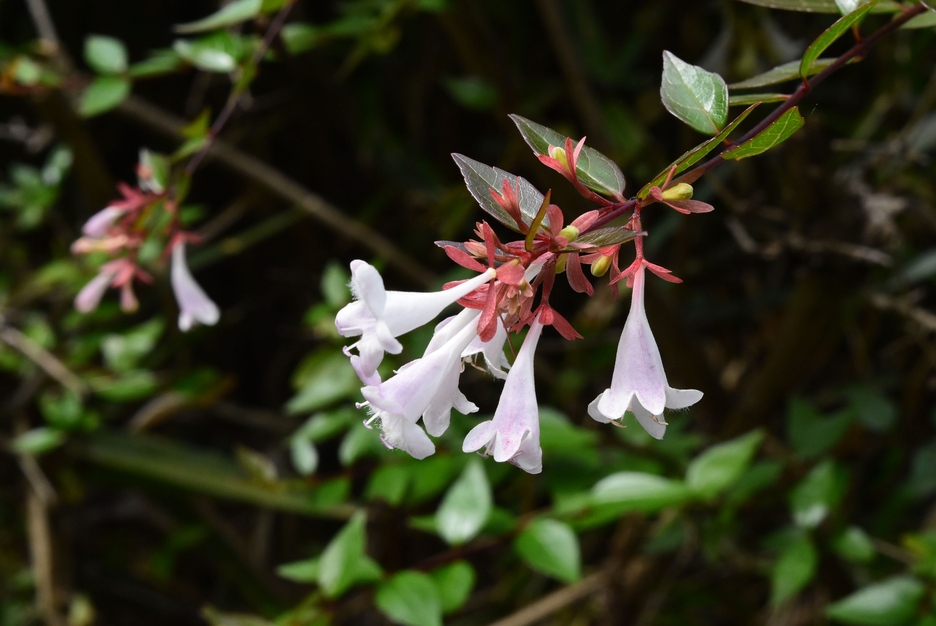 アベリア 庭木図鑑 植木ペディア