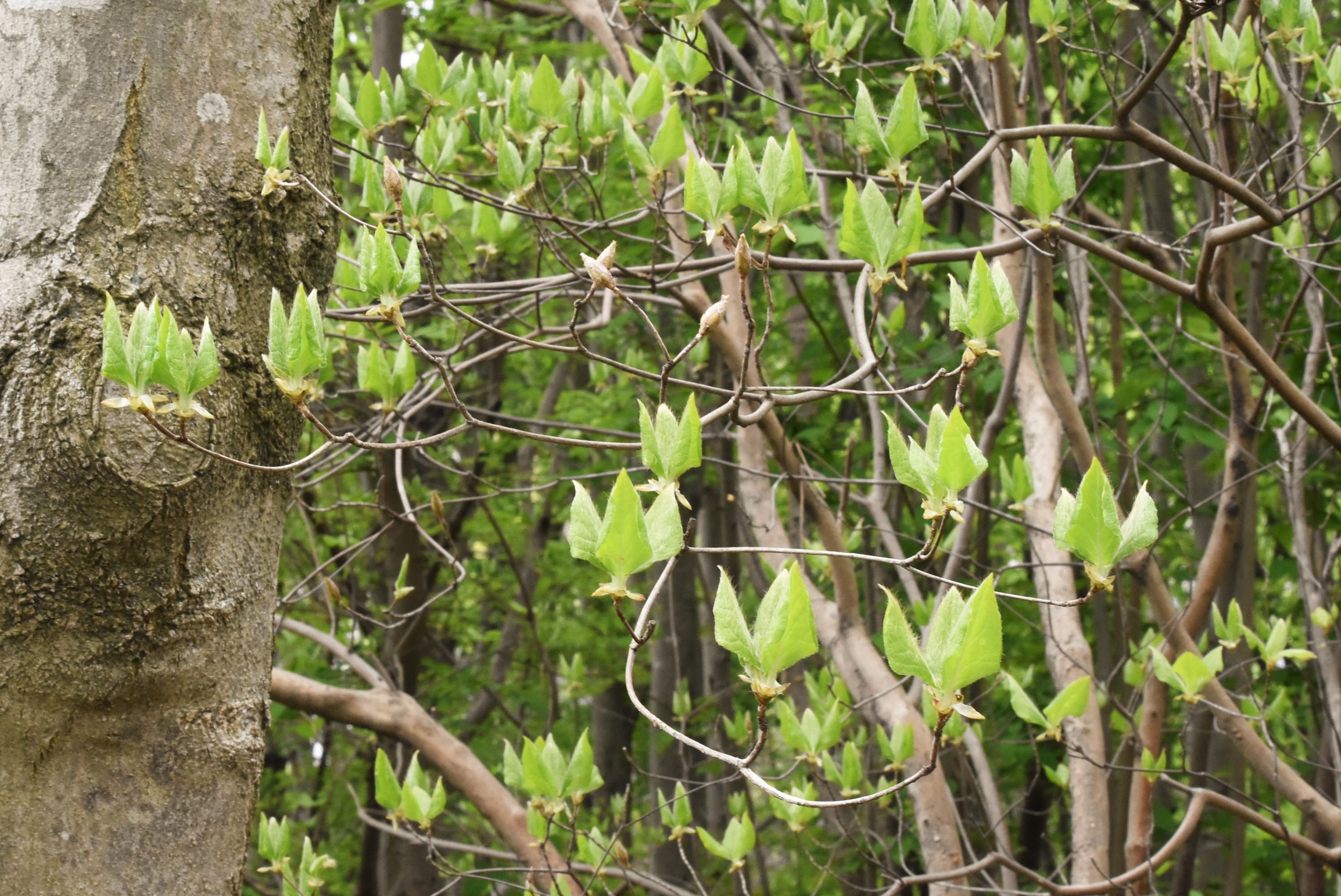 アマギツツジ 庭木図鑑 植木ペディア アマギツツジ 庭木図鑑 植木ペディア