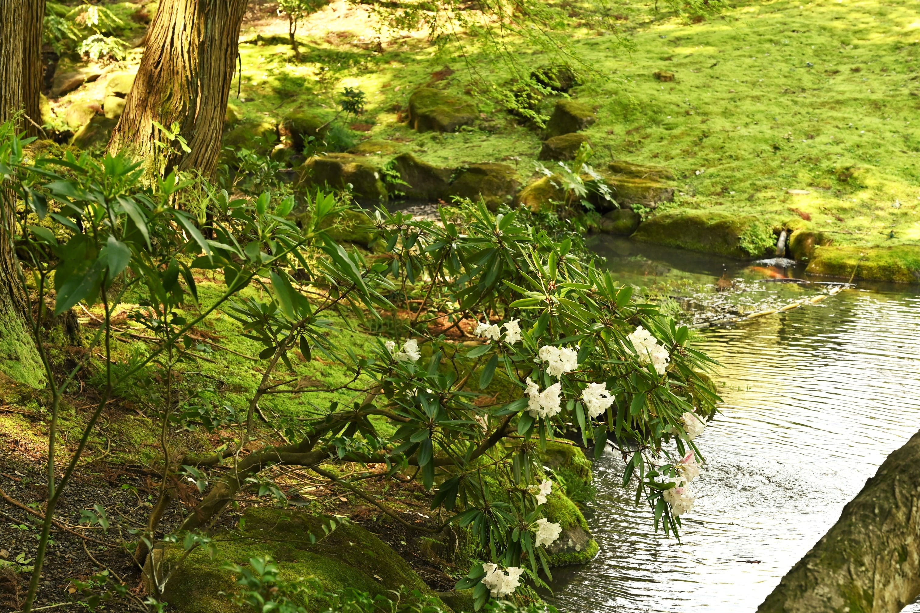 シャクナゲ 石楠花 庭木図鑑 植木ペディア シャクナゲ 石楠花 庭木図鑑 植木ペディア